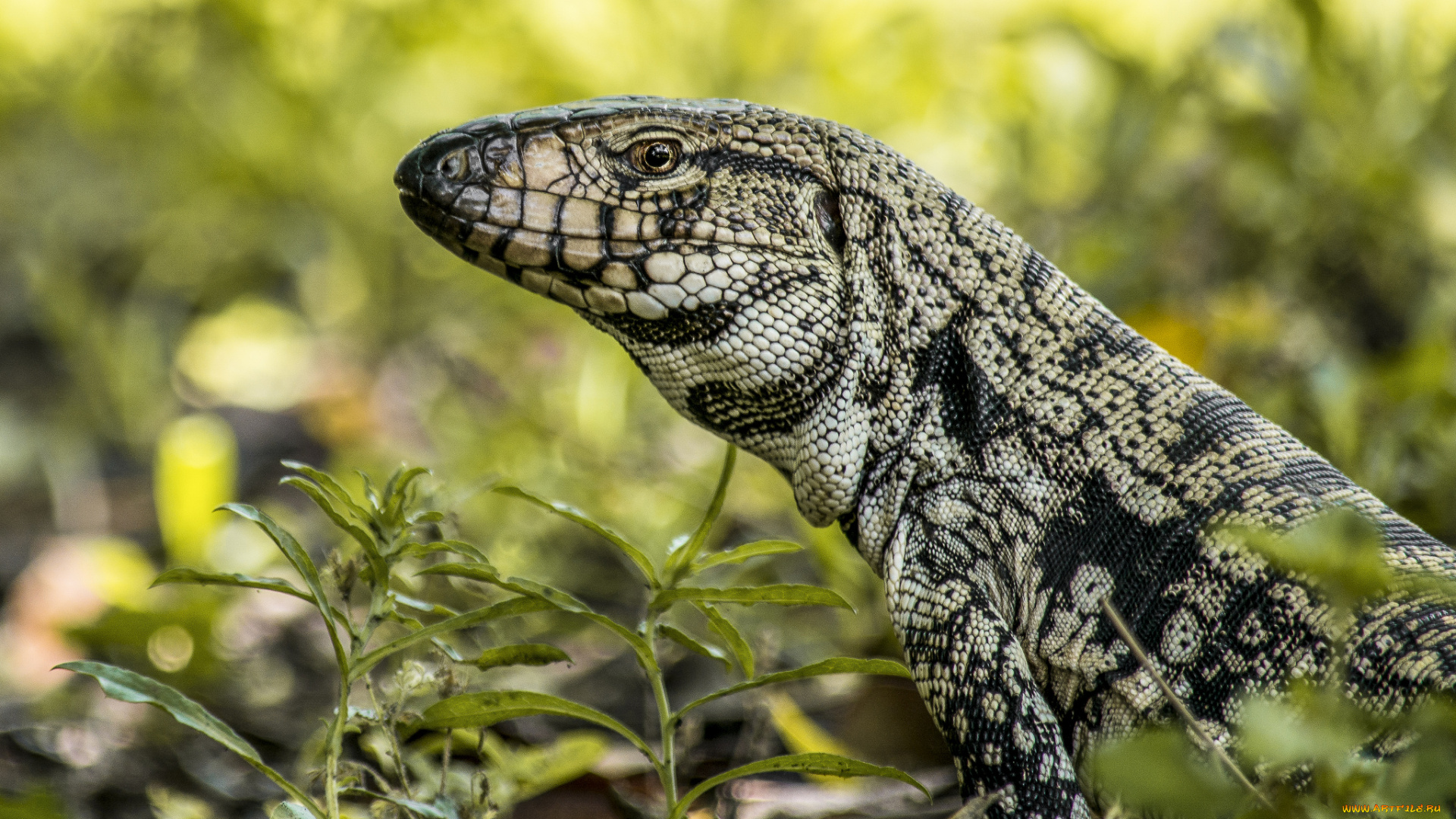 животные, Ящерицы, , игуаны, , вараны, варанчик