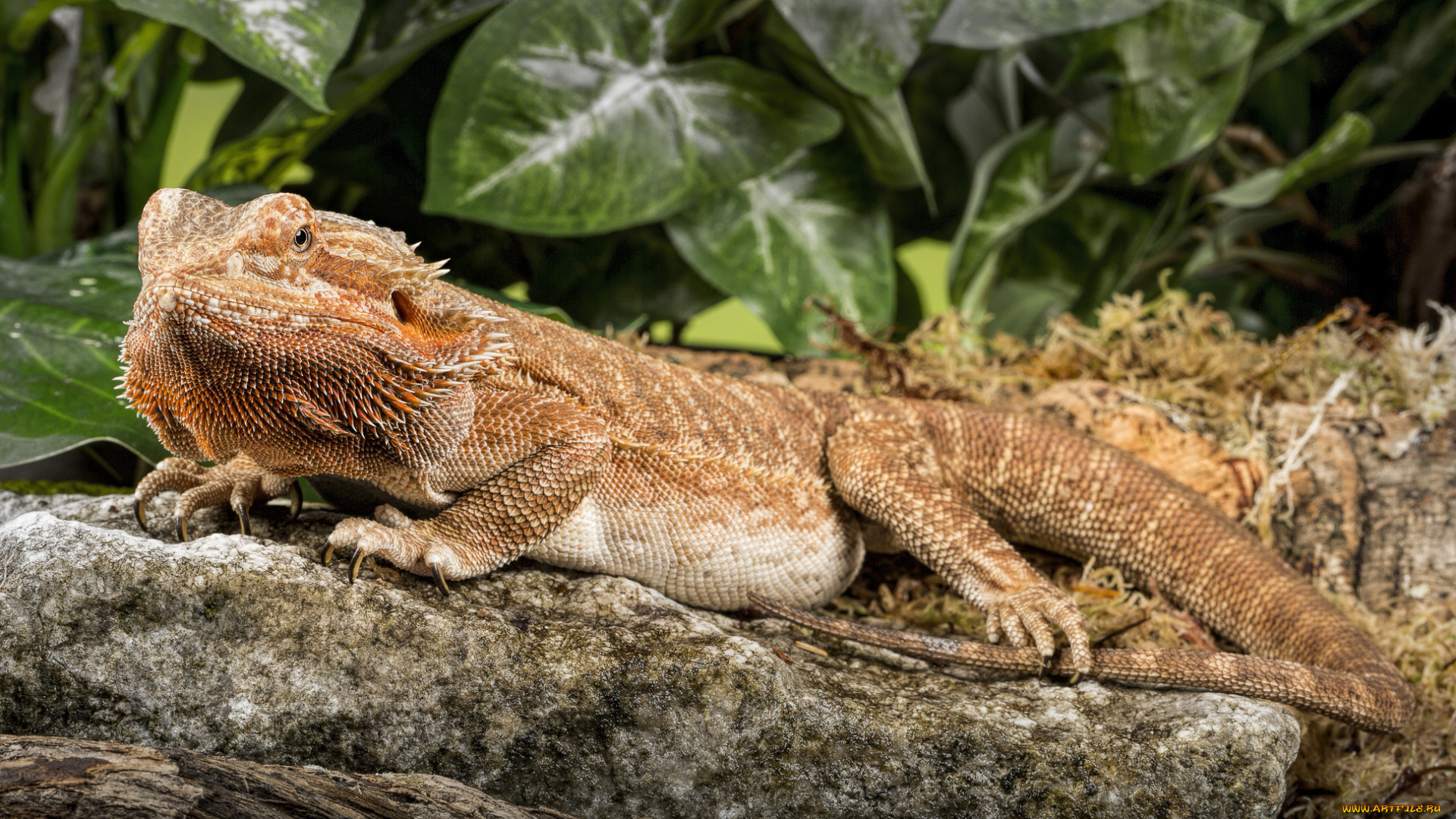 животные, Ящерицы, , игуаны, , вараны, ящерка