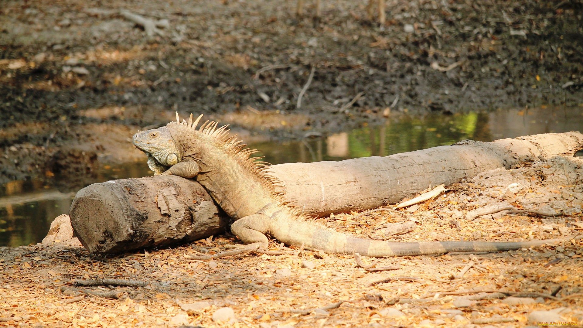 животные, Ящерицы, , игуаны, , вараны, ящерица