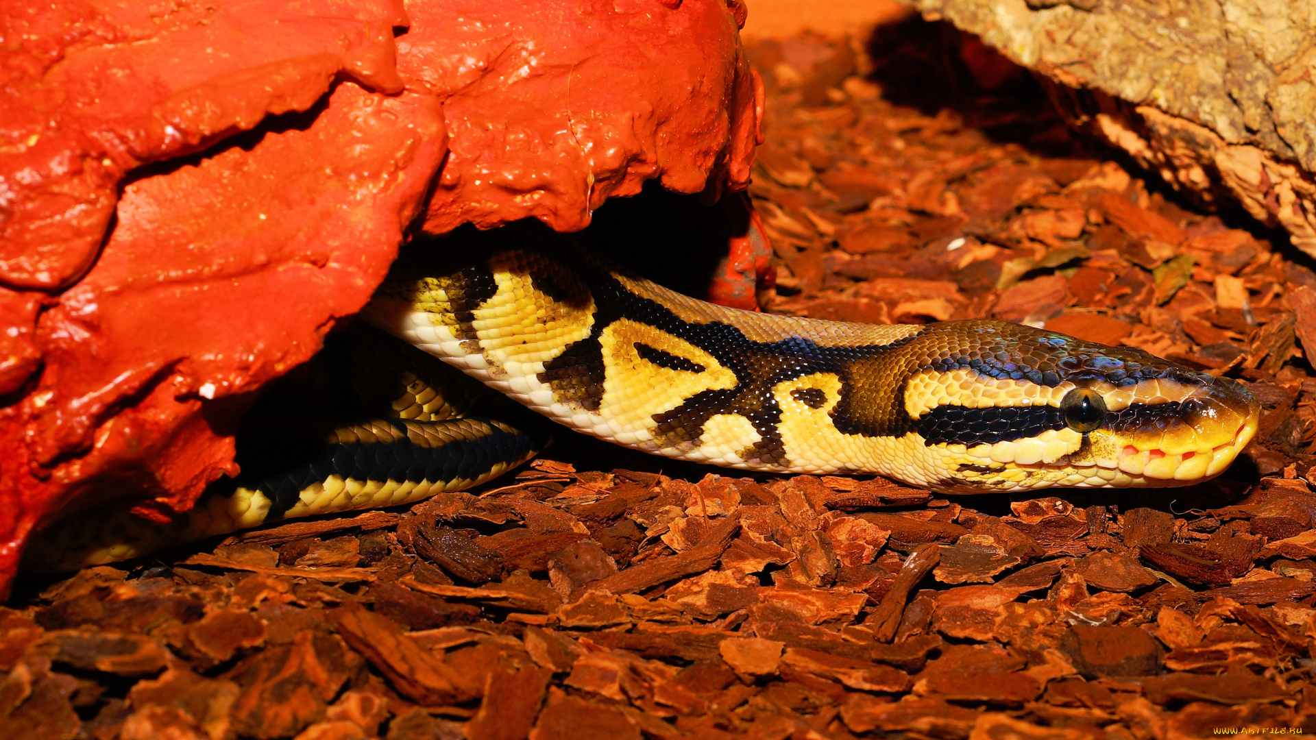 животные, змеи, , питоны, , кобры, змея