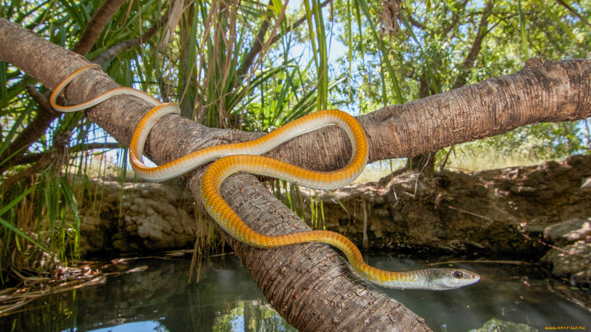 животные, змеи, , питоны, , кобры, змея