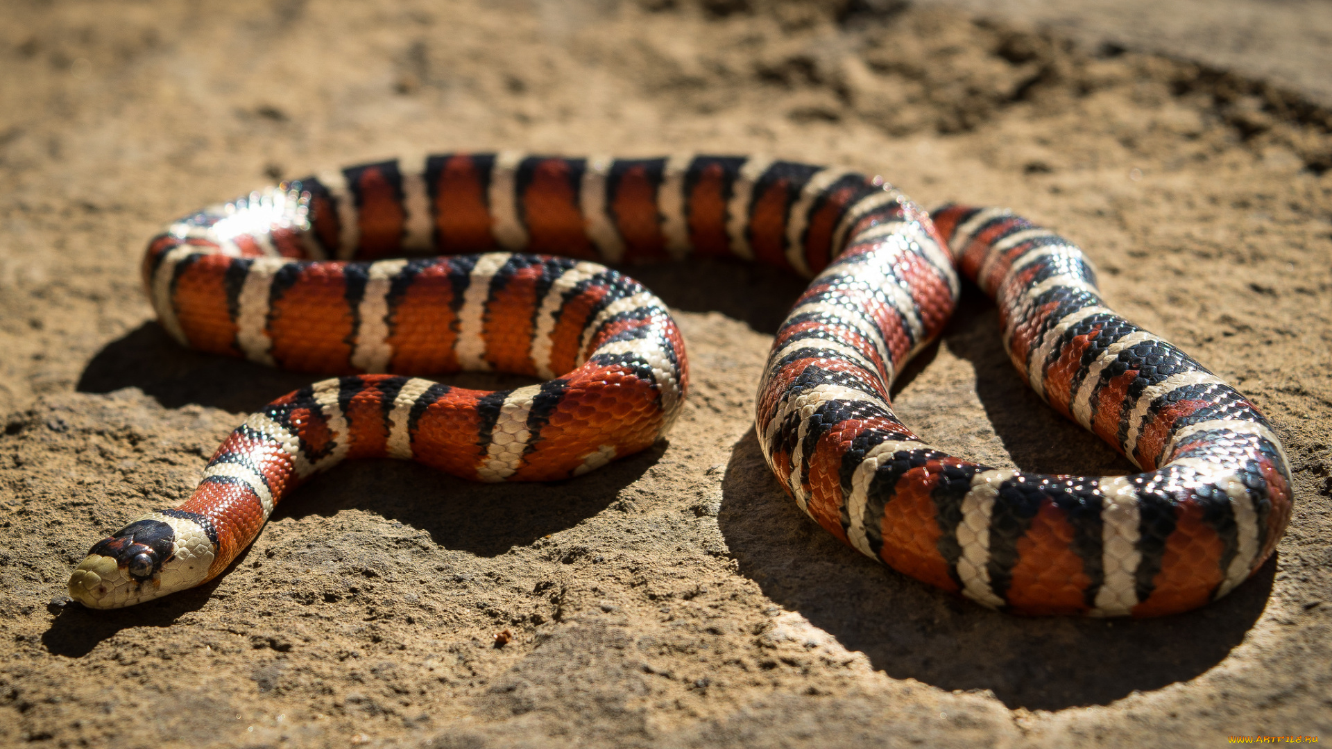 животные, змеи, , питоны, , кобры, змея