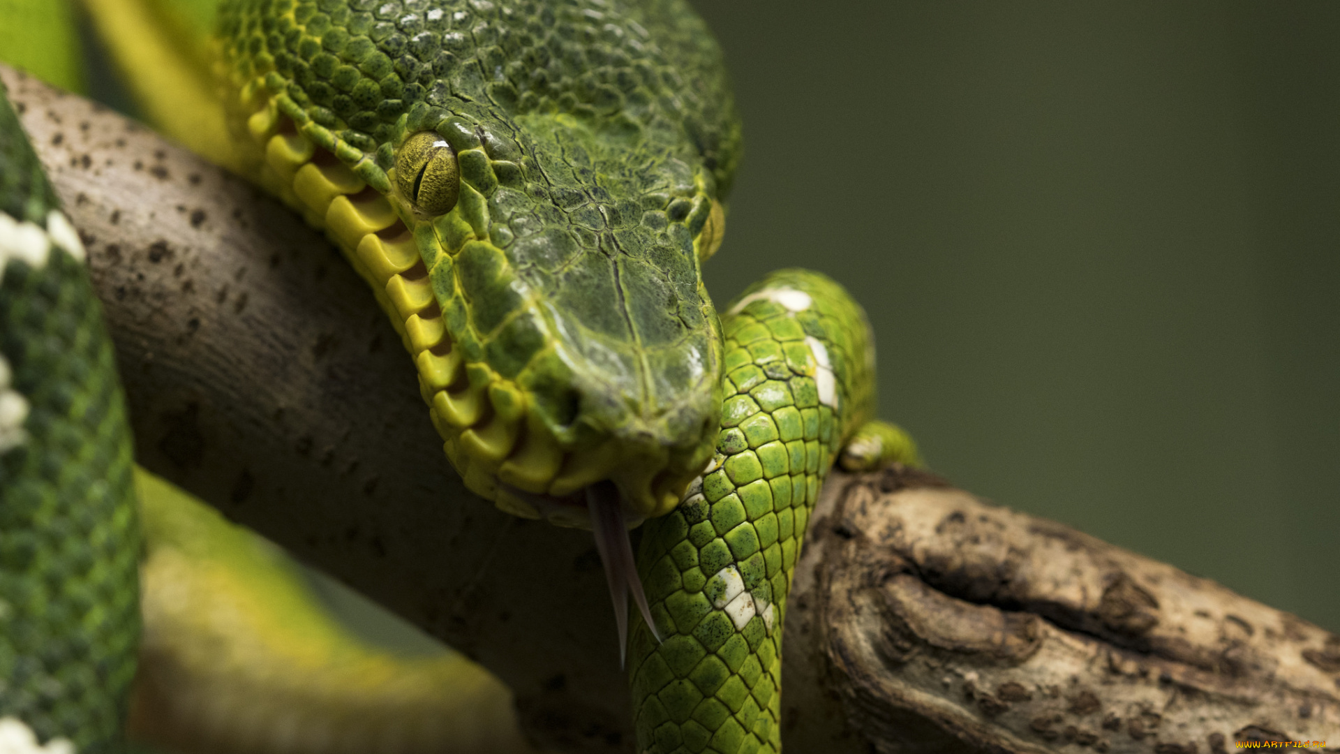 животные, змеи, , питоны, , кобры, змея