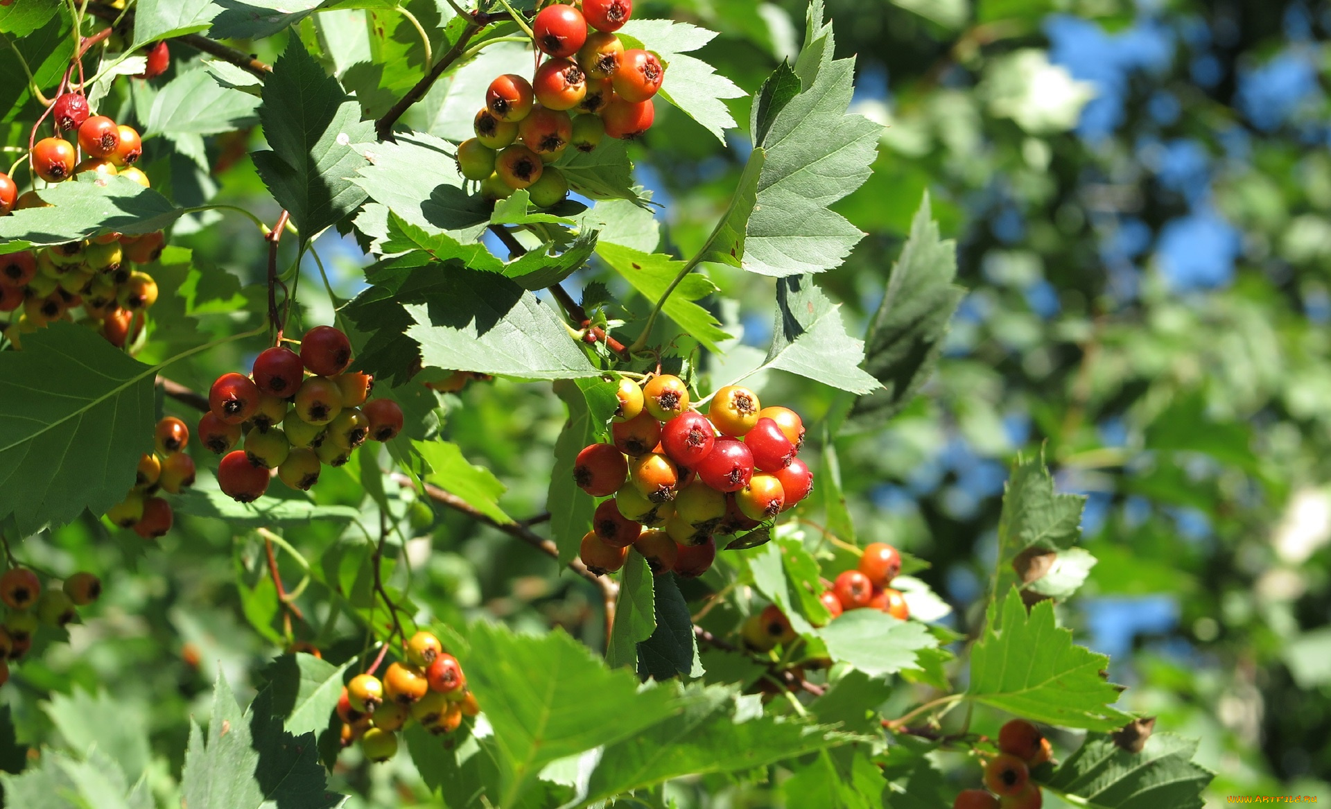природа, Ягоды, боярышник