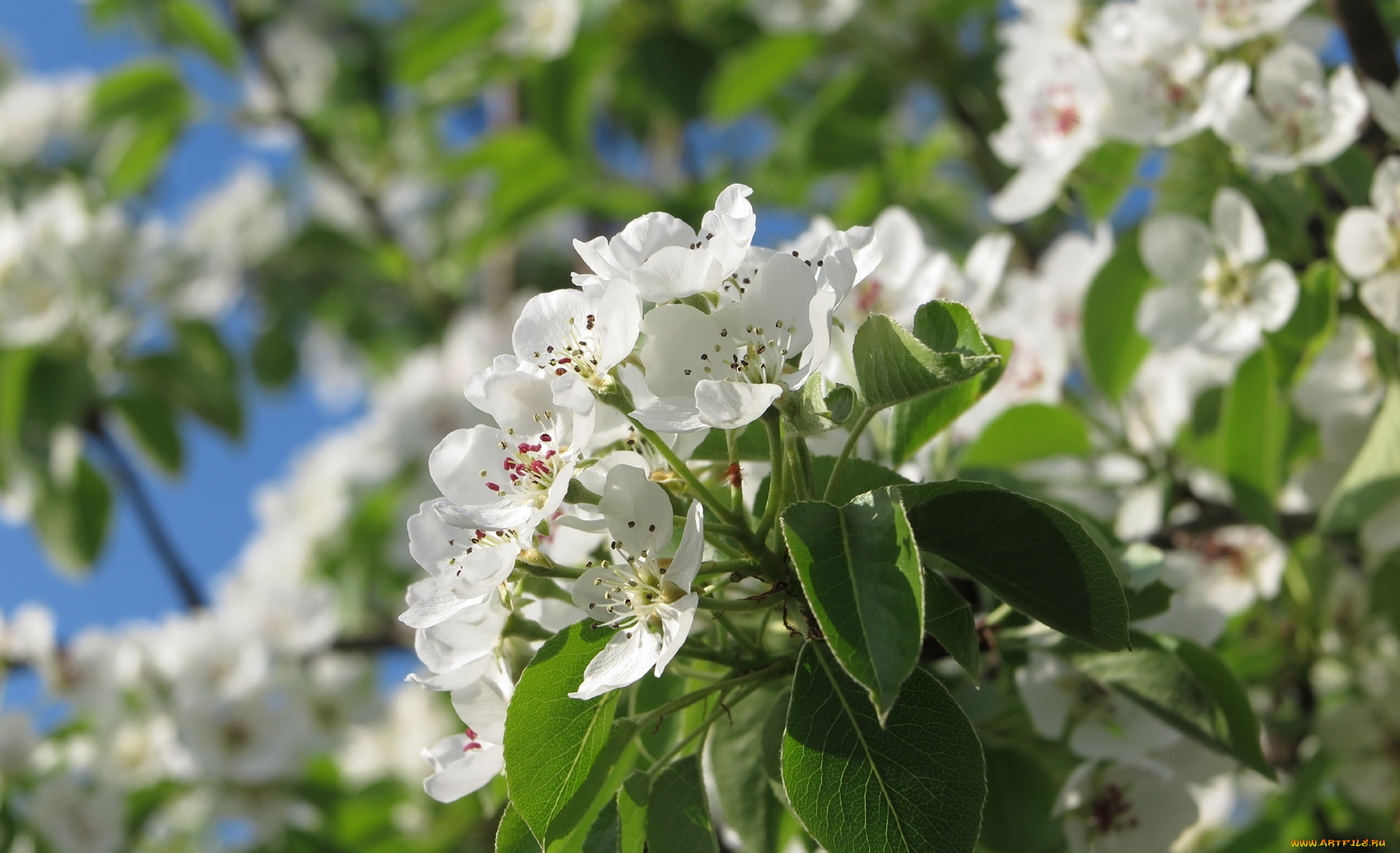 цветы, цветущие, деревья, , , кустарники, ветка