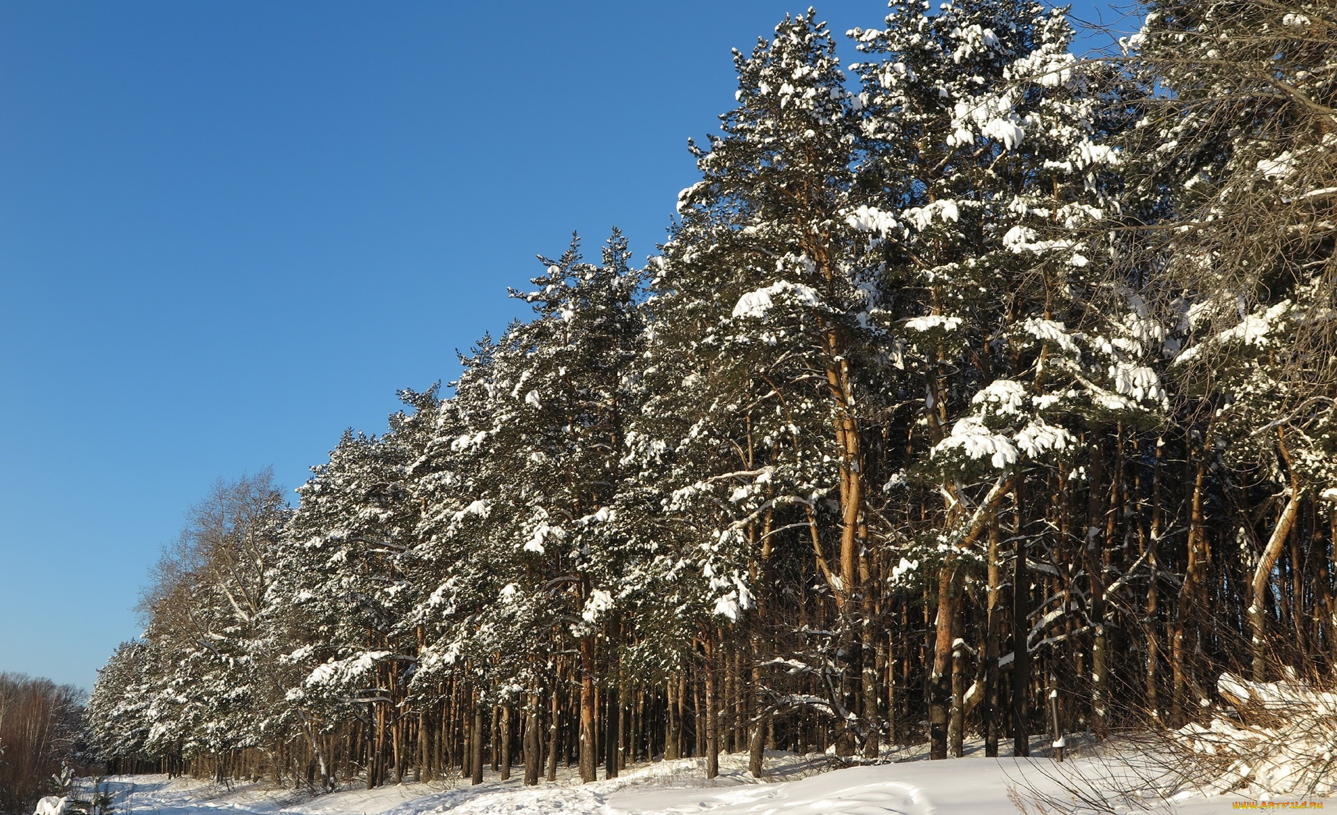 природа, лес, деревья, снег