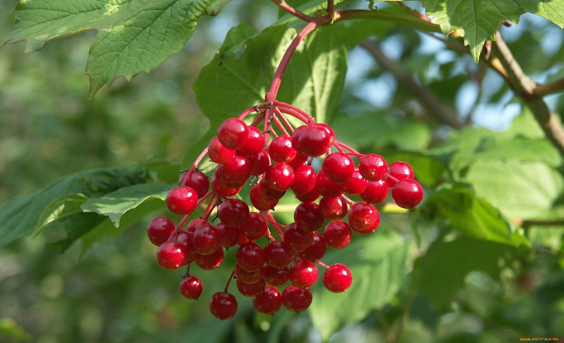 природа, Ягоды, или, красная, калина, обыкновенная