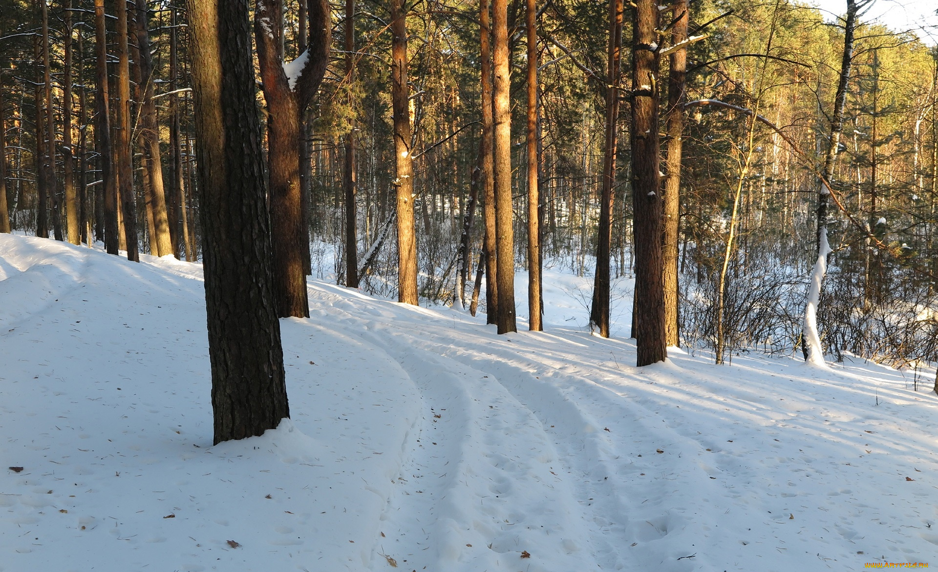 природа, зима, снег, деревья