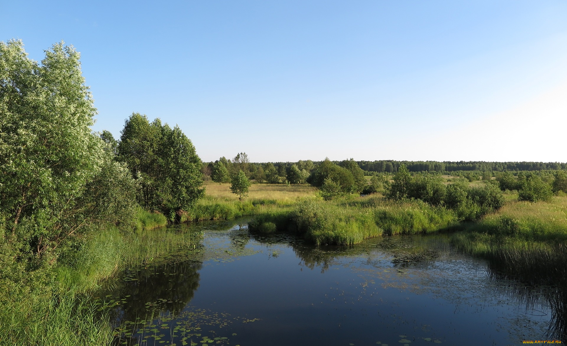 природа, пейзажи, лес, река