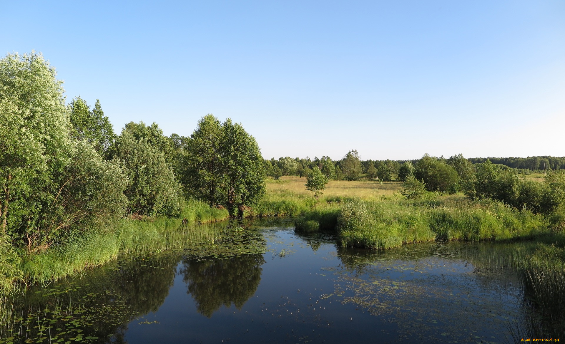 природа, пейзажи, лес, река