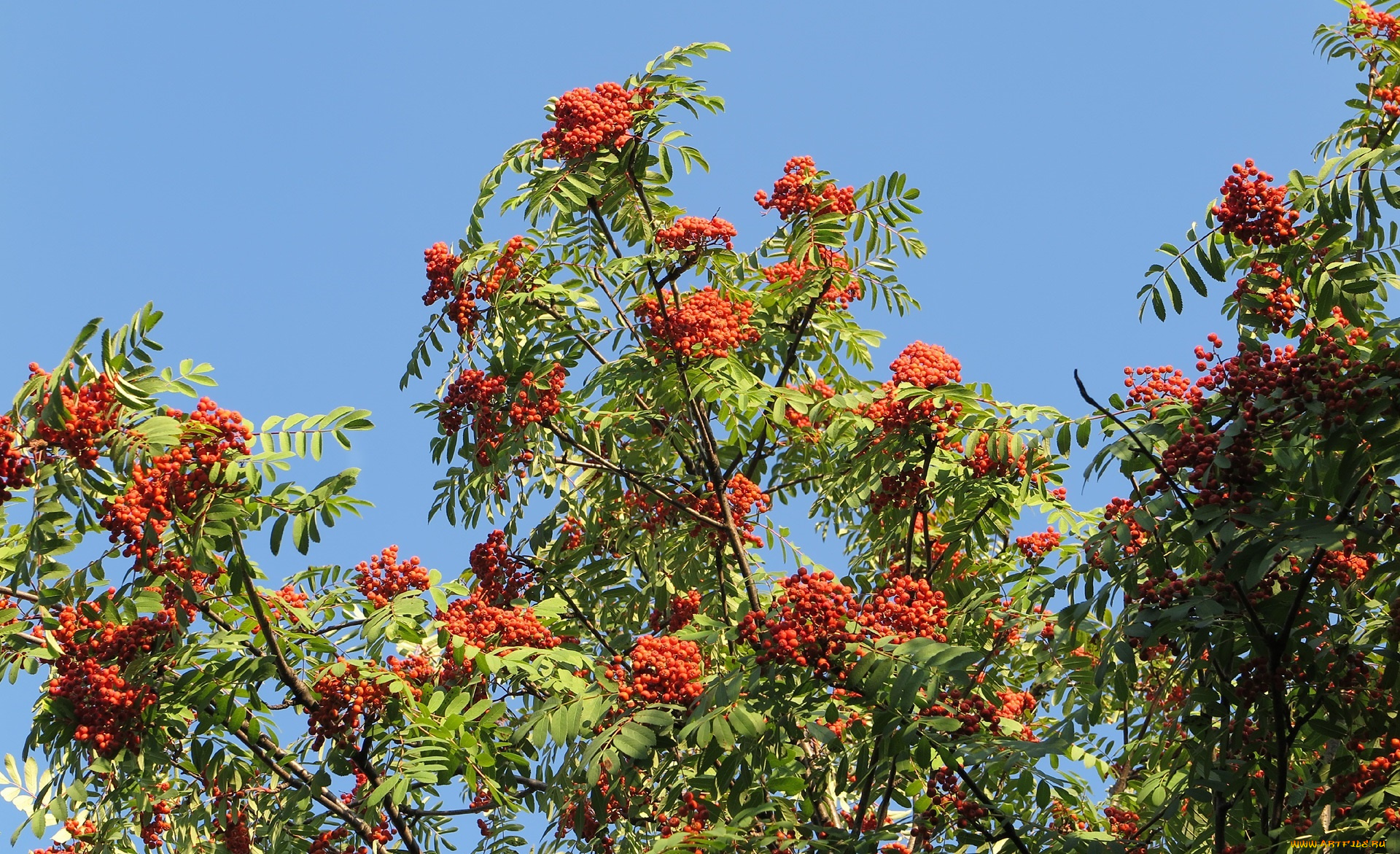 природа, Ягоды, , рябина, плоды, рябина, обыкновенная