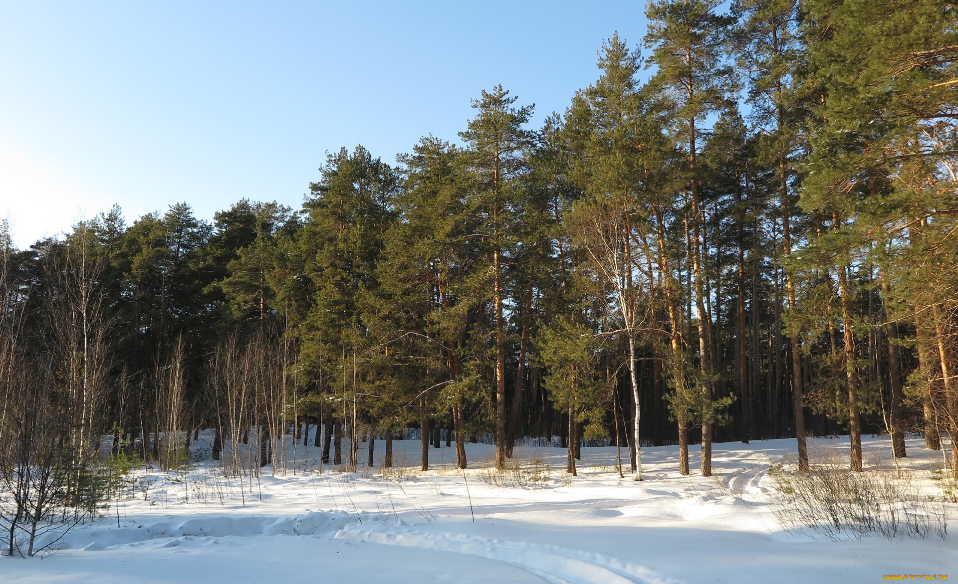 природа, зима, деревья, снег