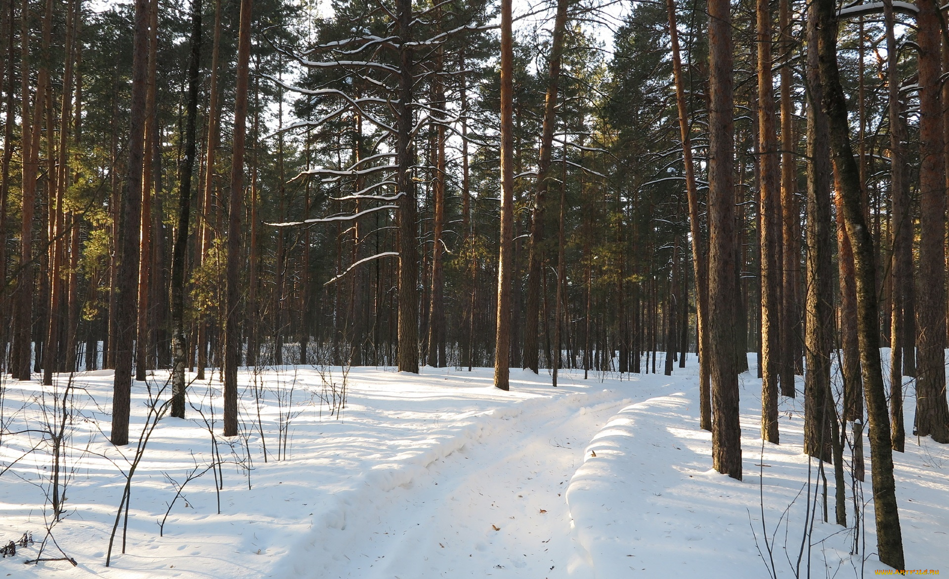 природа, зима, деревья, снег
