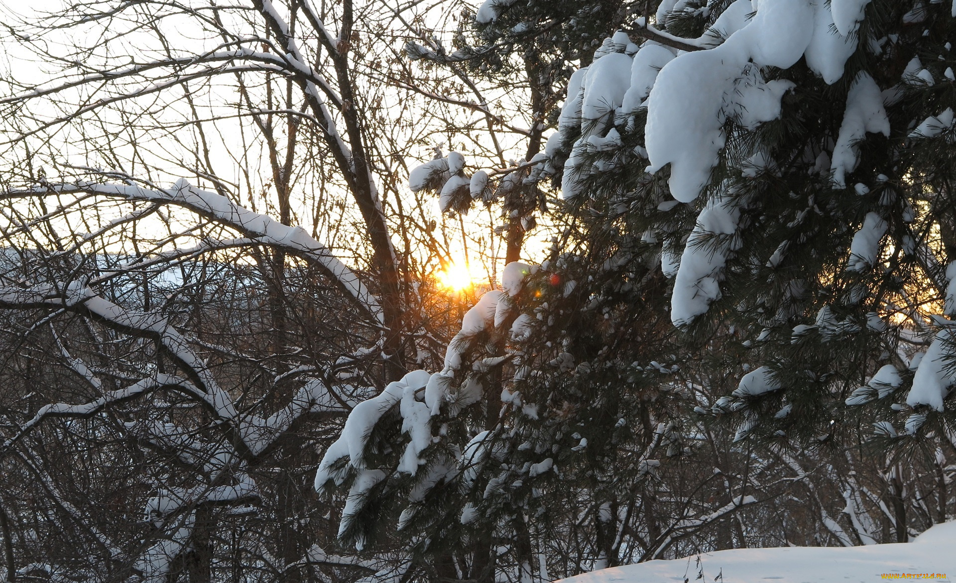 природа, зима, лучи, деревья, снег