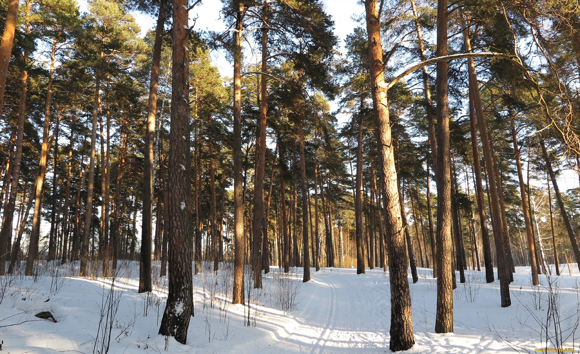 природа, зима, деревья, снег