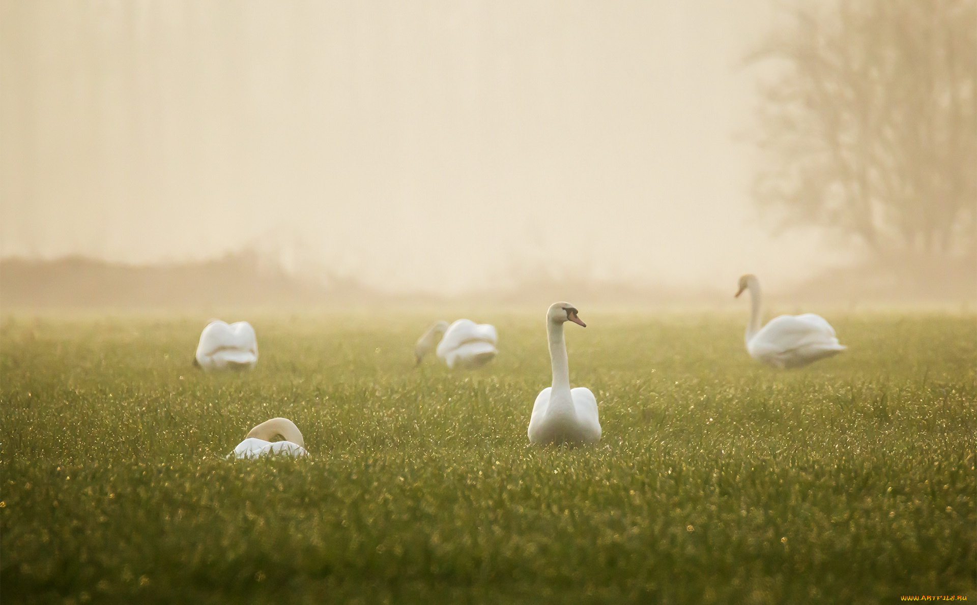 животные, гуси