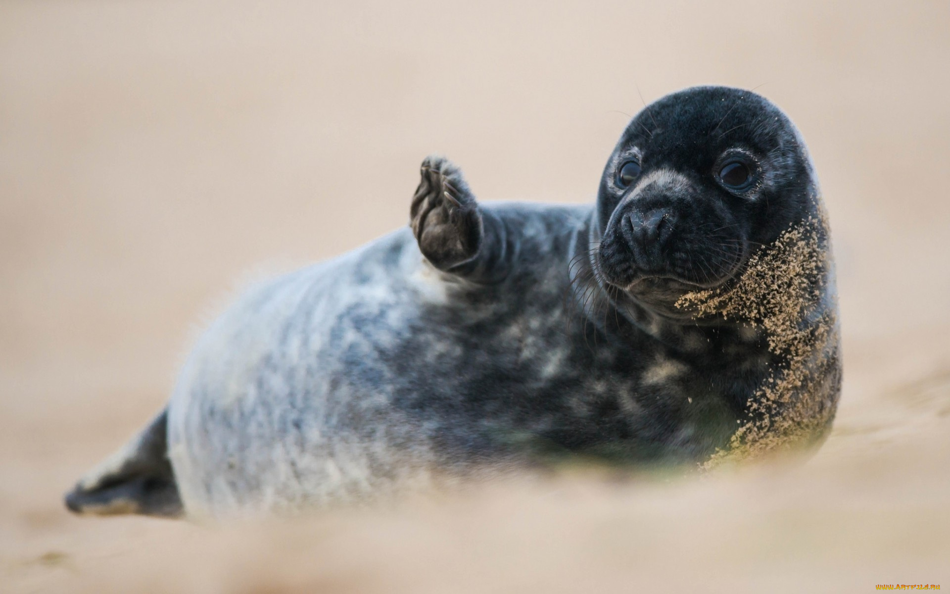 животные, тюлени, , морские, львы, , морские, котики, лапа, песок, нерпа