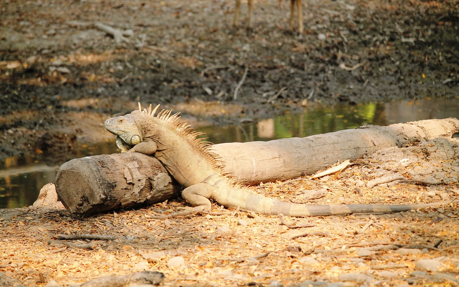 животные, Ящерицы, , игуаны, , вараны, ящерица