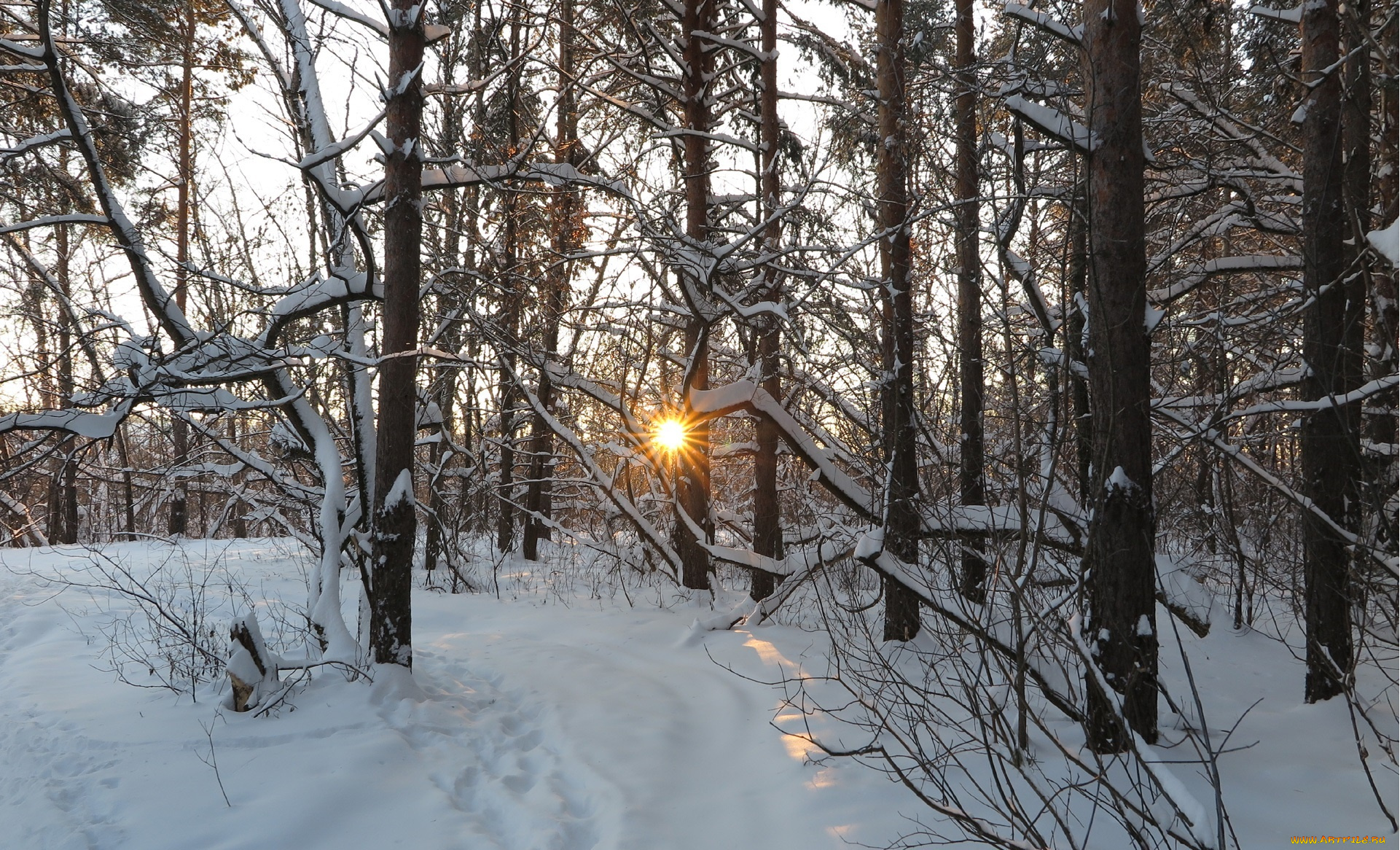 природа, зима, лучи, деревья, снег