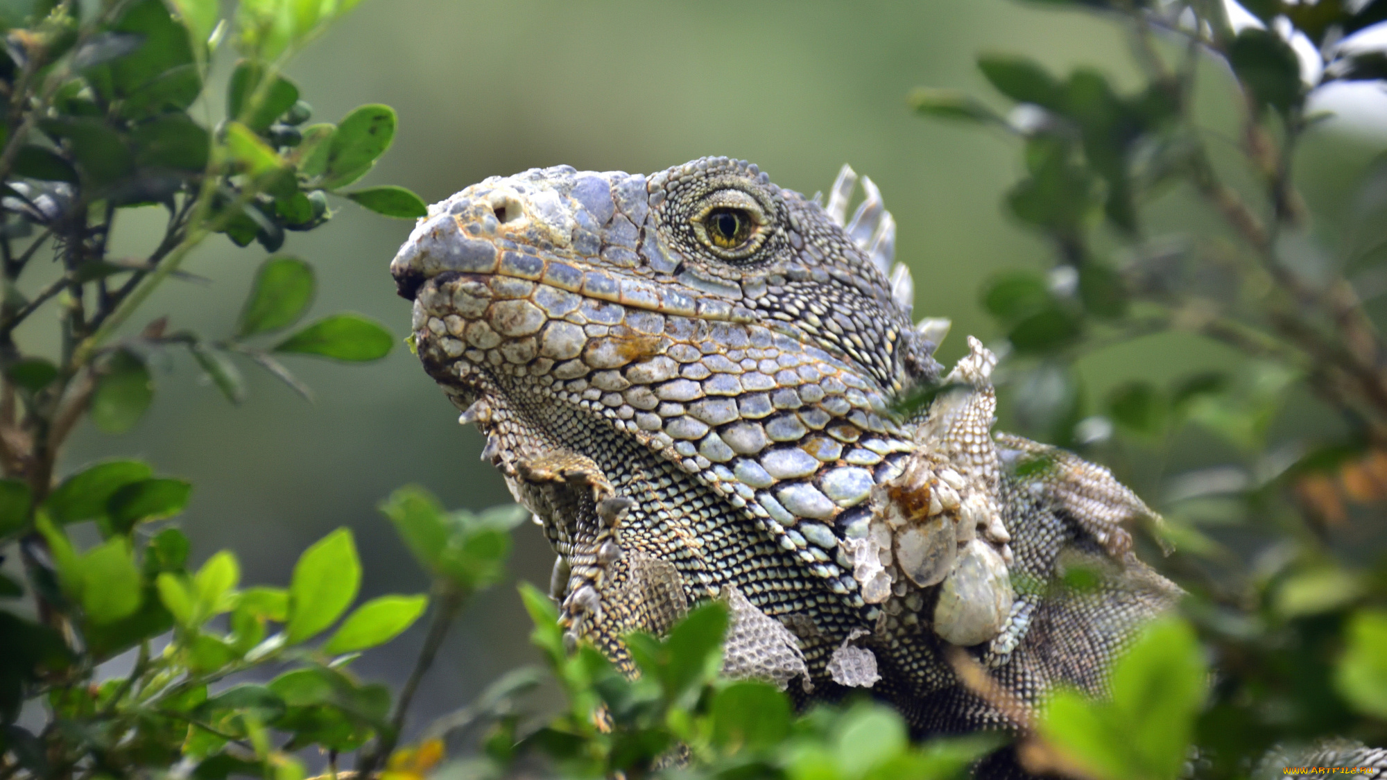 животные, Ящерицы, , игуаны, , вараны, варанчик