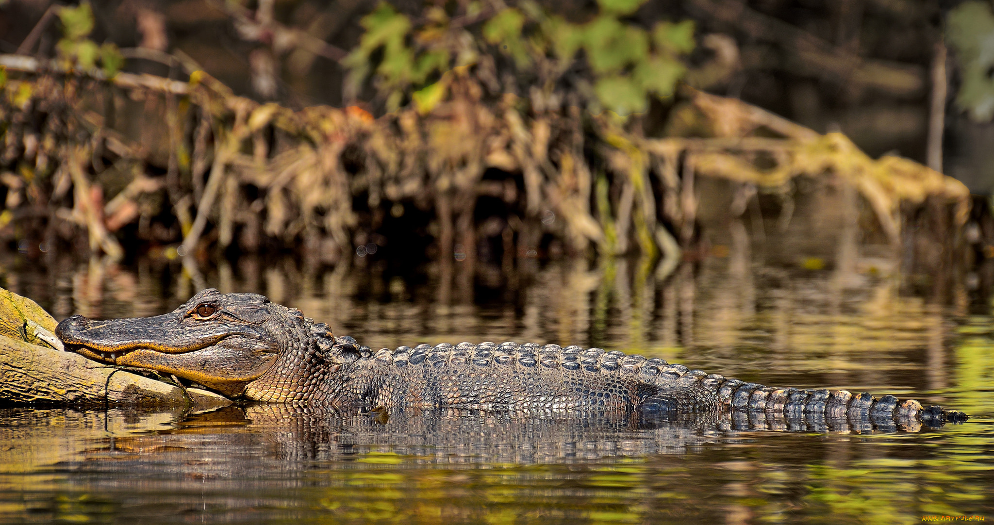 животные, крокодилы, крокодил