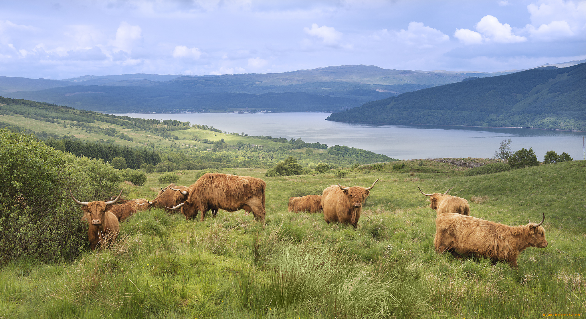 животные, коровы, , буйволы