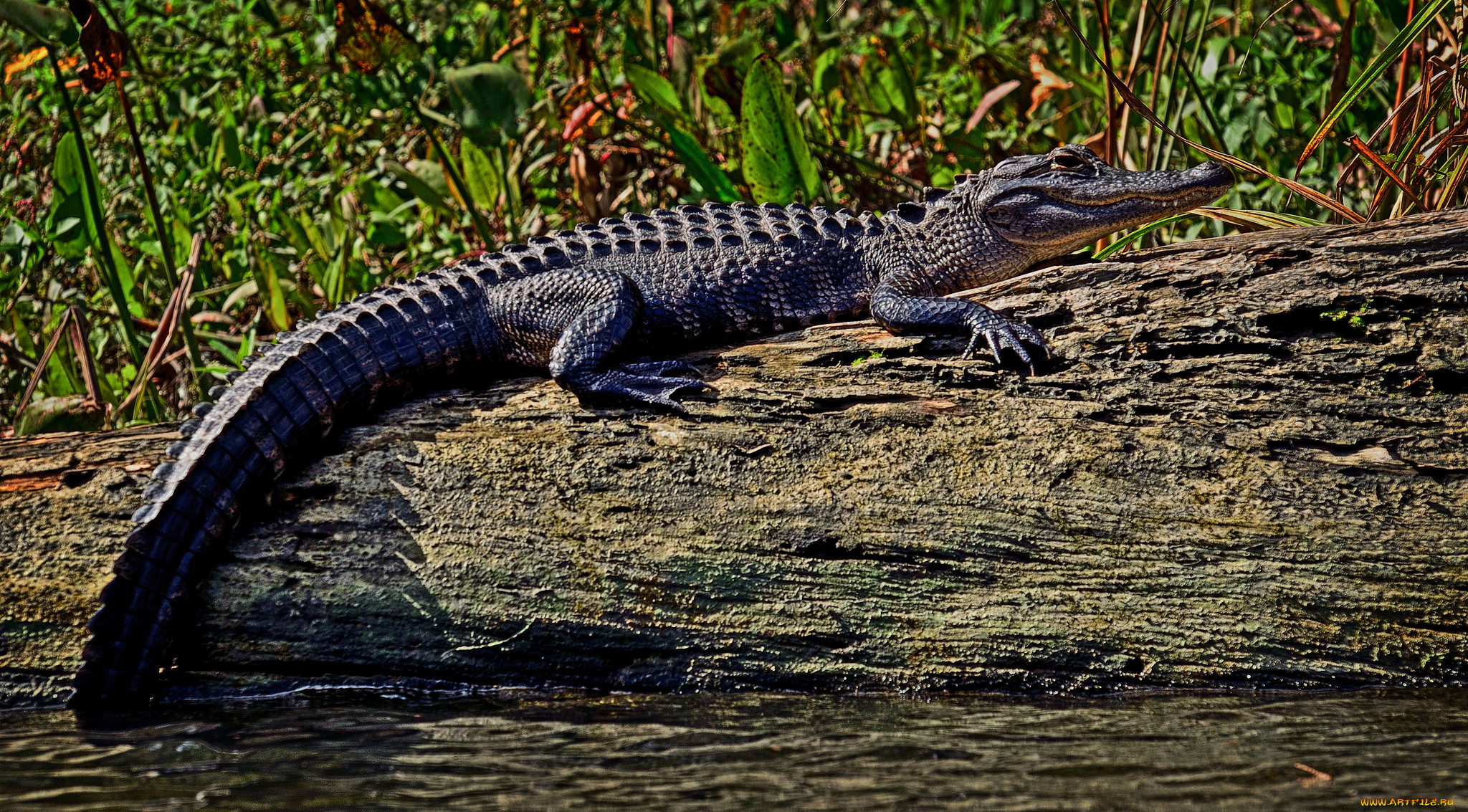 животные, крокодилы, крокодил