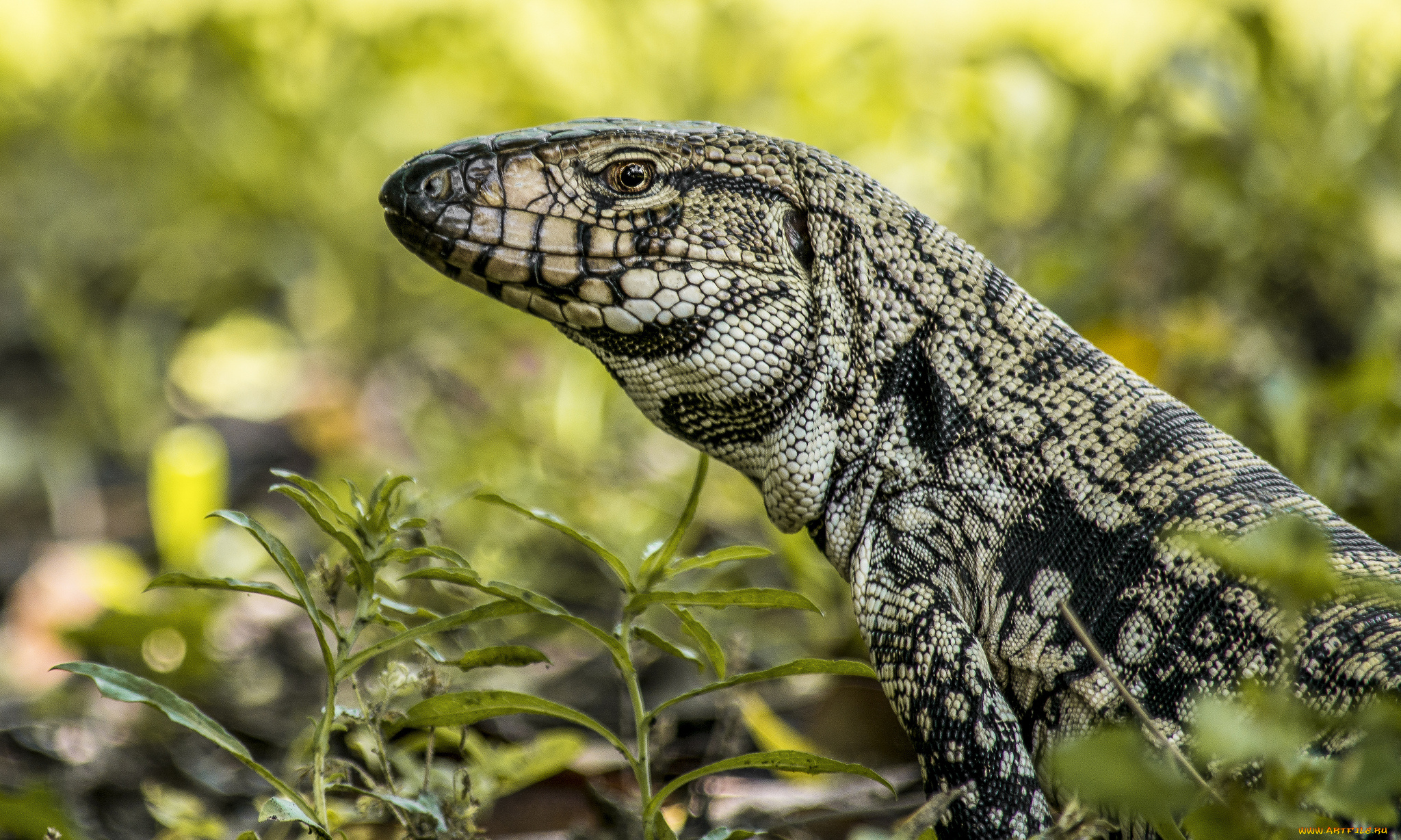 животные, Ящерицы, , игуаны, , вараны, варанчик