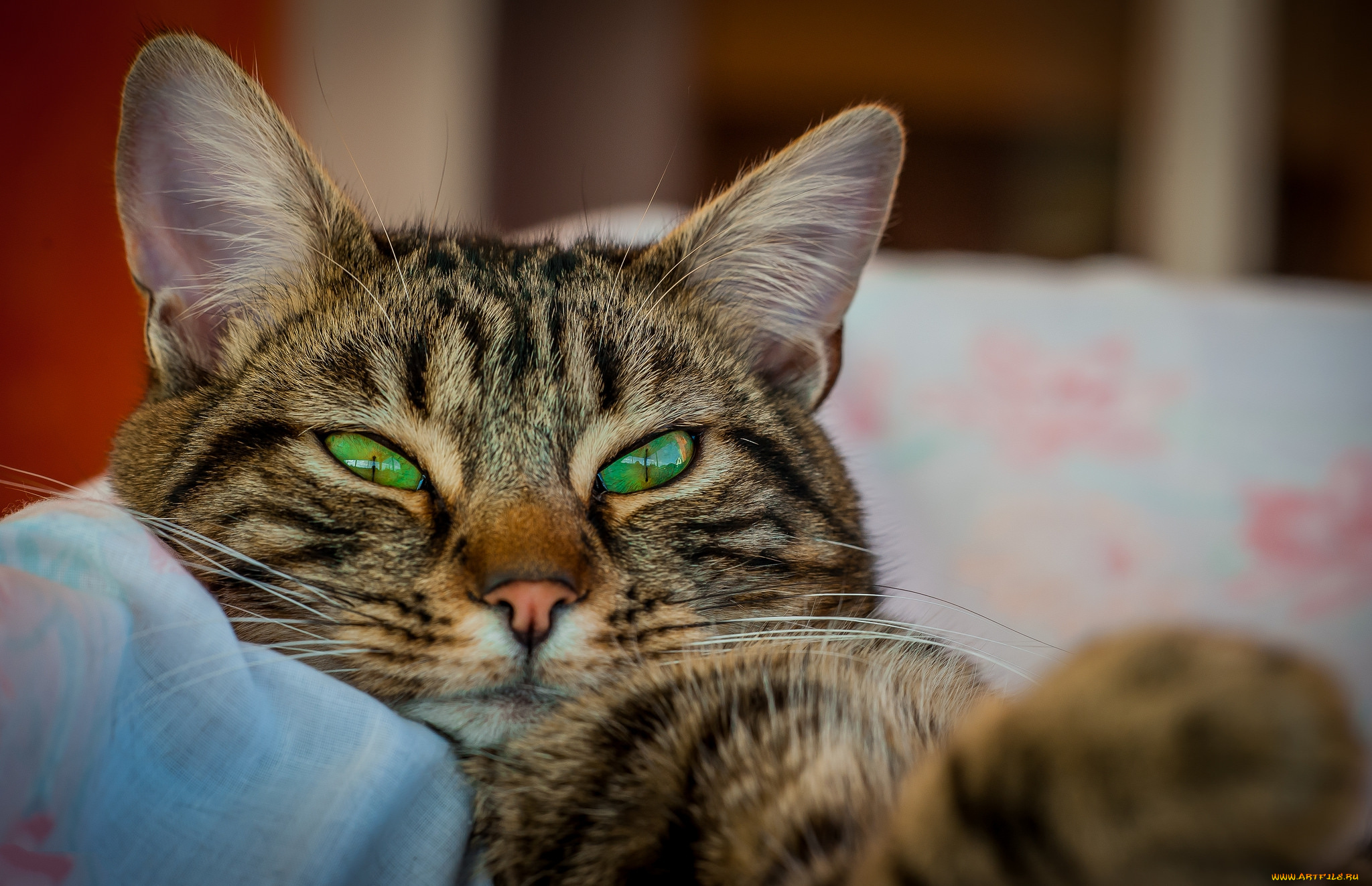 животные, коты, киса