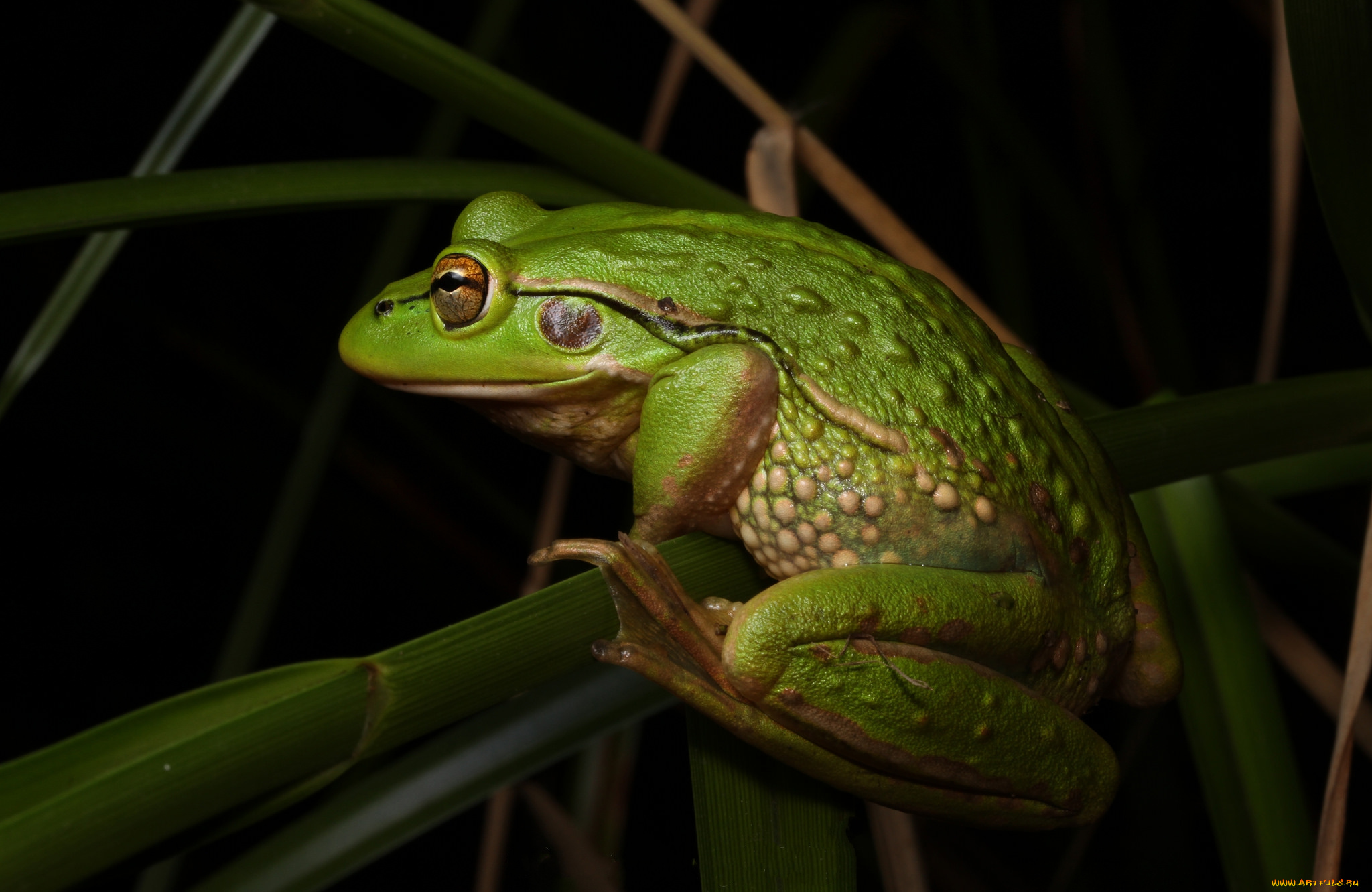 животные, лягушки, лягушка
