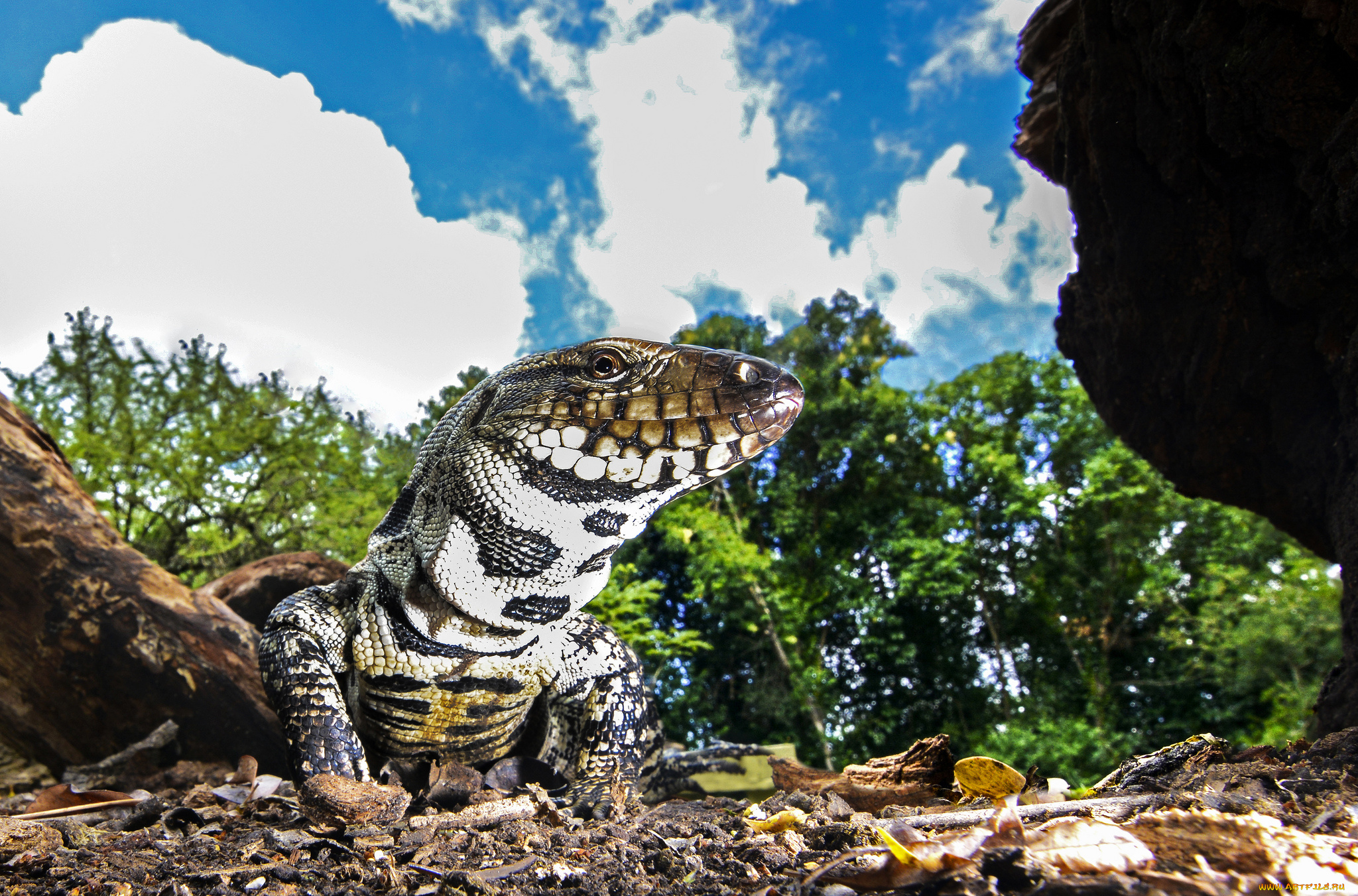 животные, Ящерицы, , игуаны, , вараны, варанчик