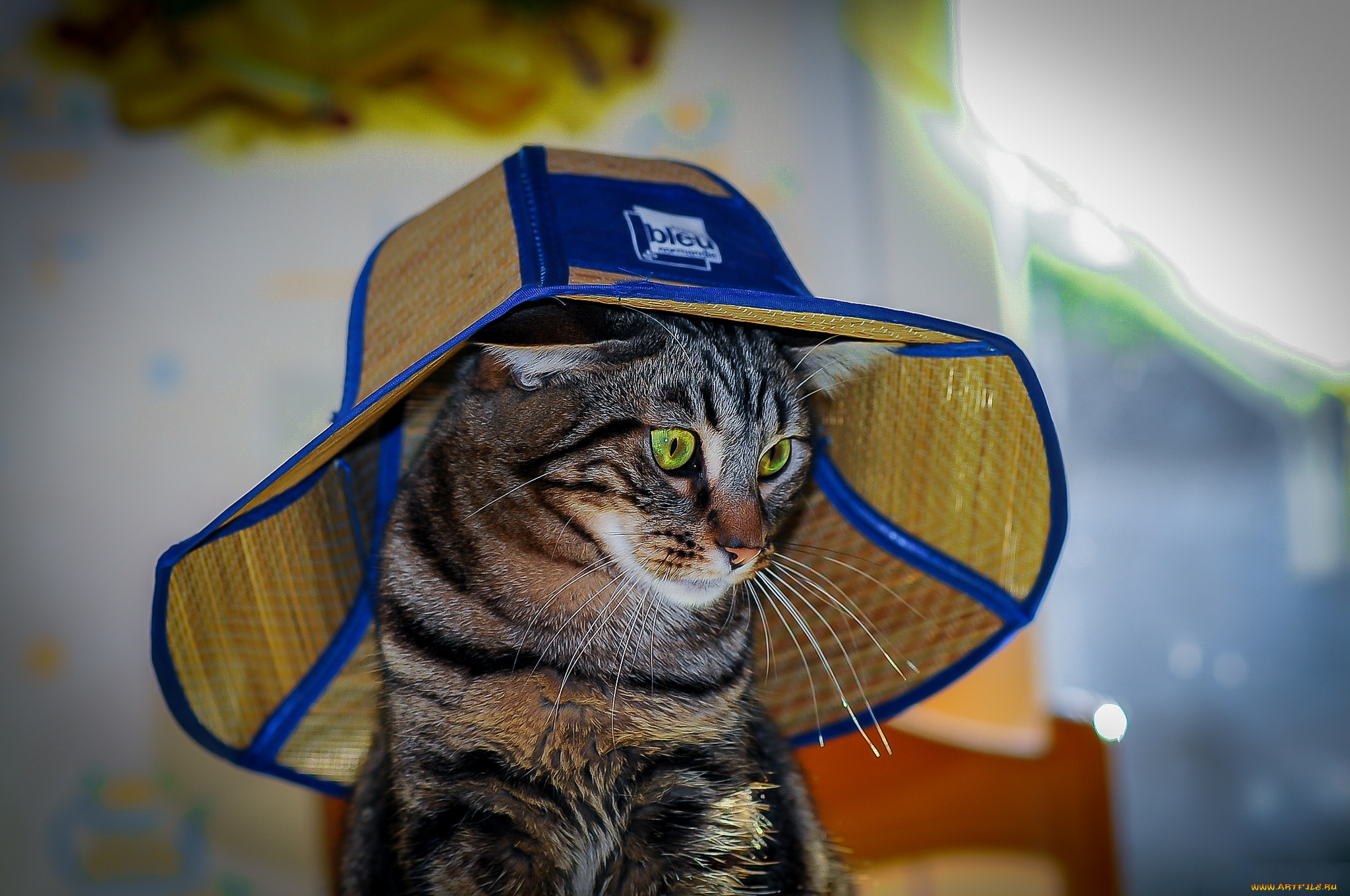 животные, коты, киса