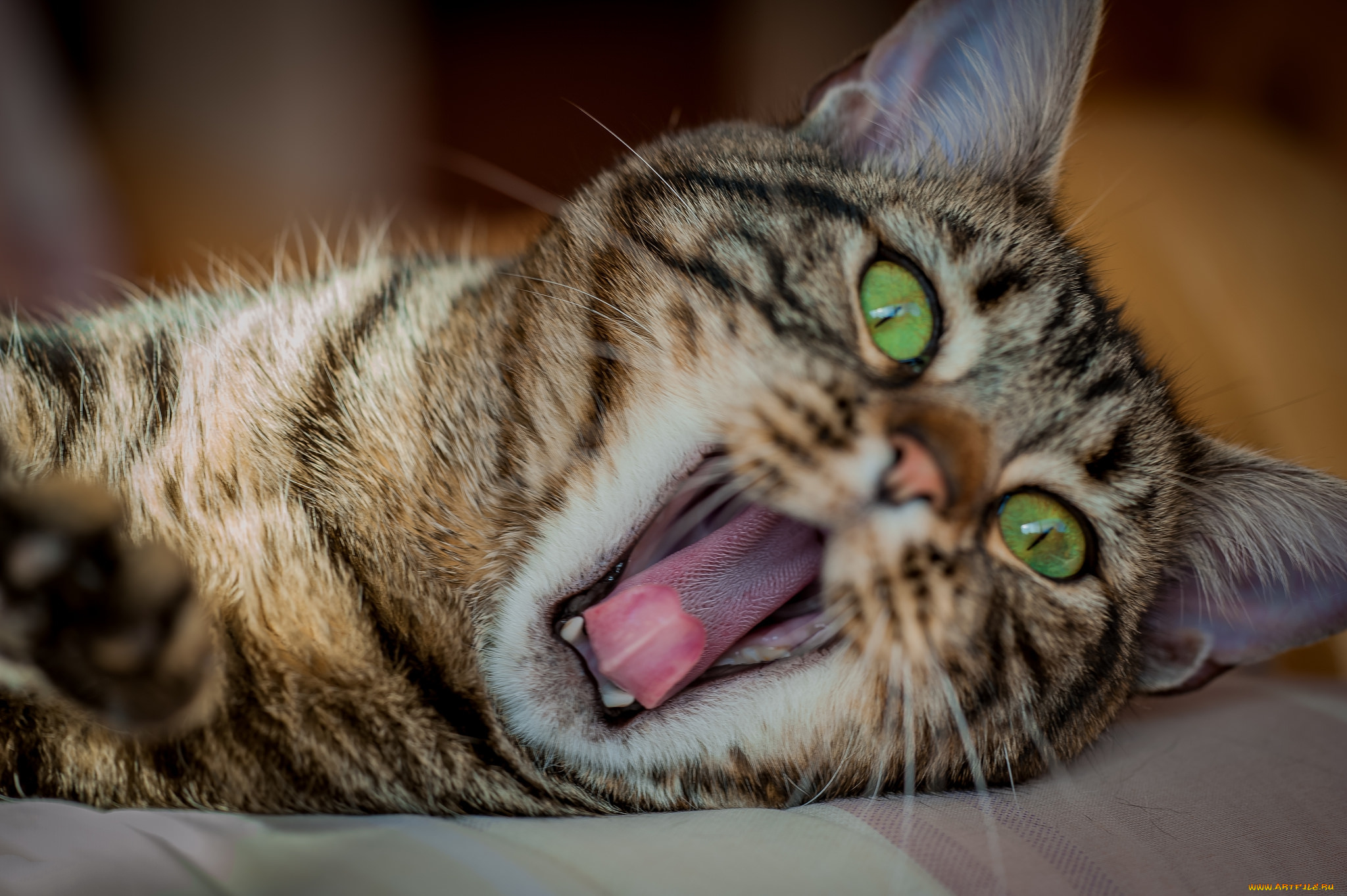 животные, коты, киса