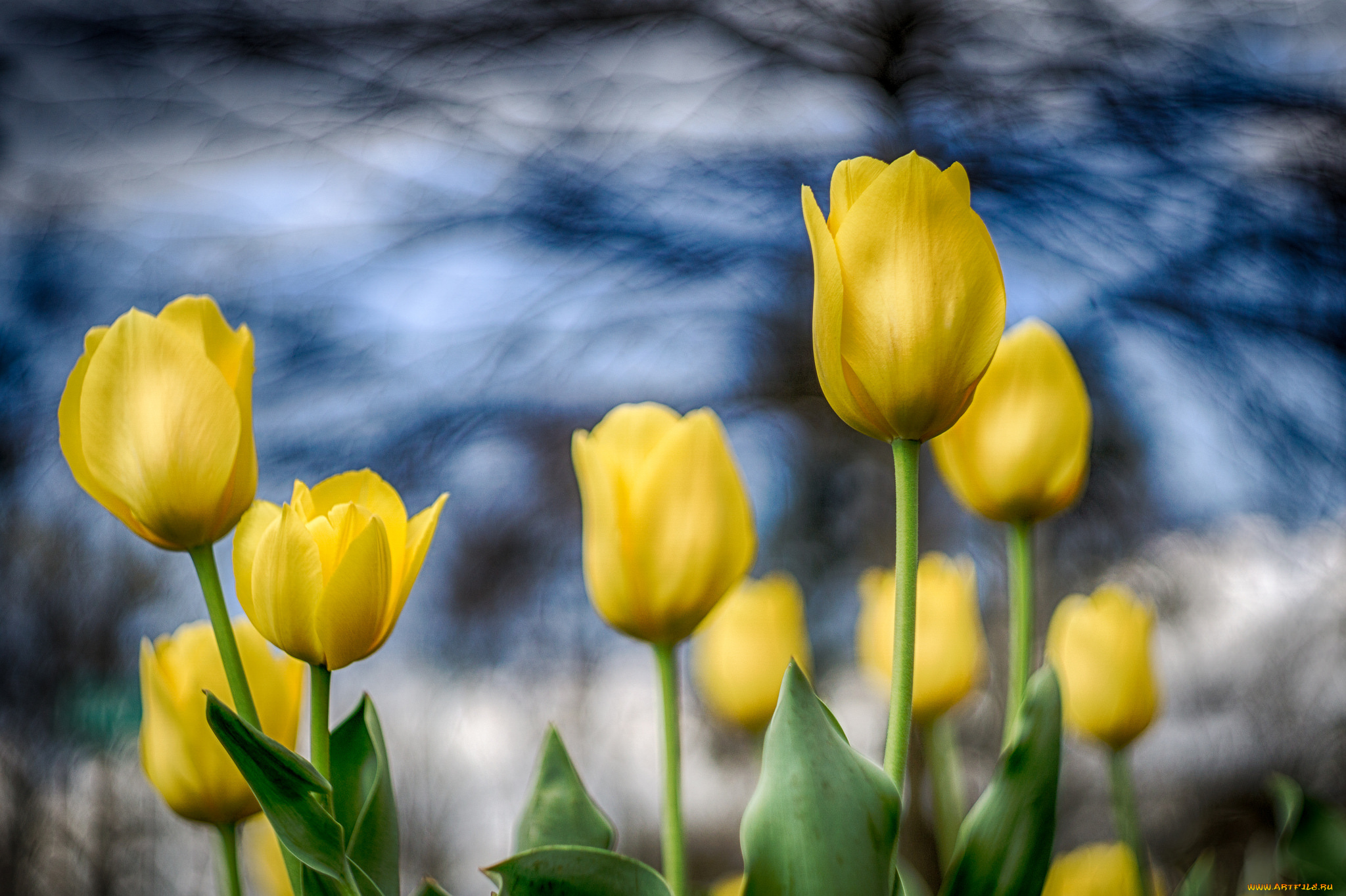 цветы, тюльпаны, бутоны