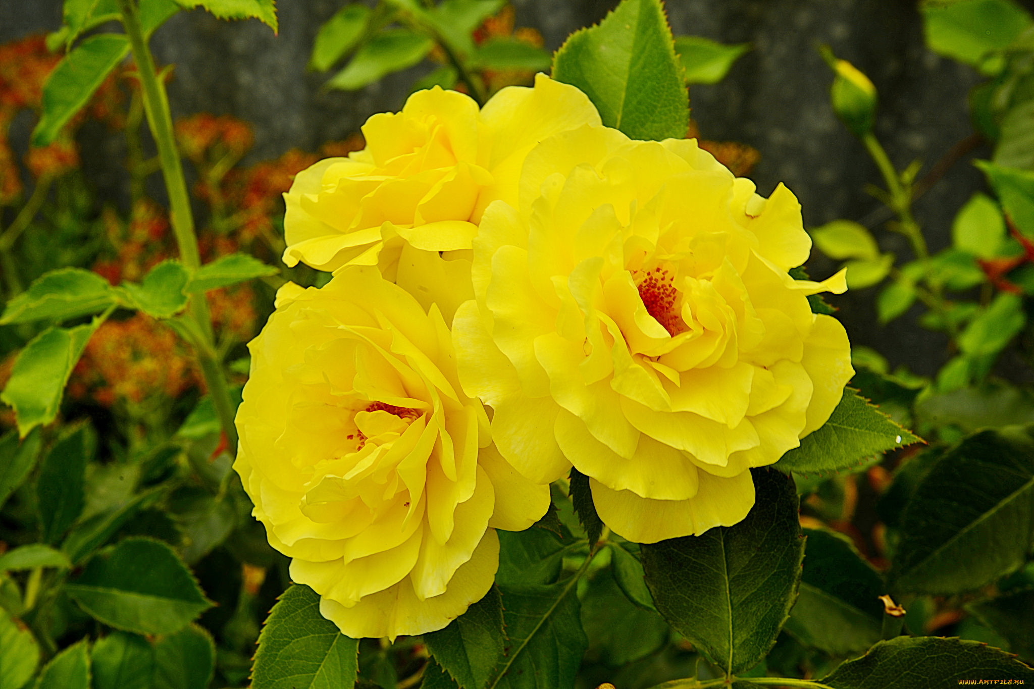 цветы, розы, цветок