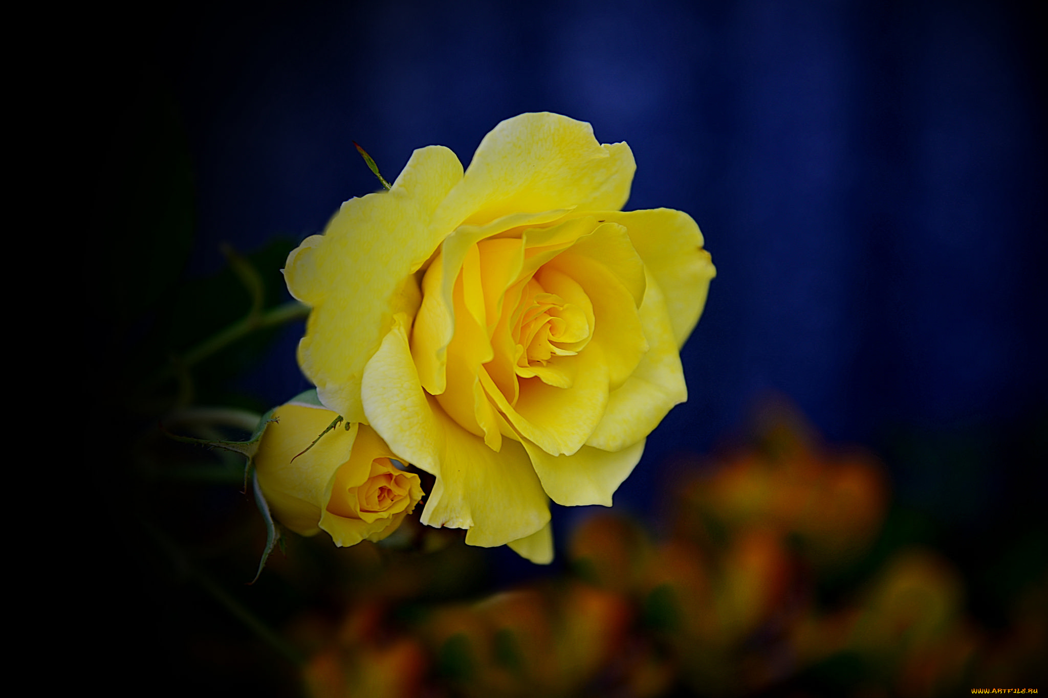 цветы, розы, цветок