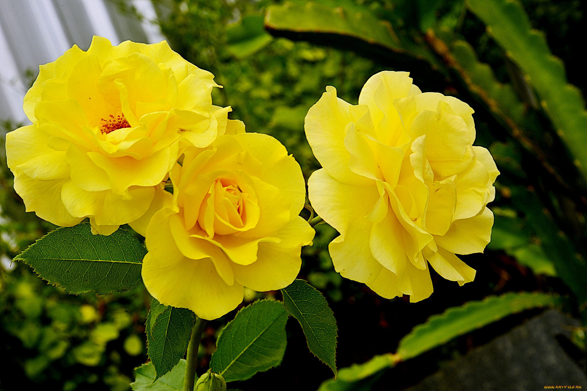 цветы, розы, цветок