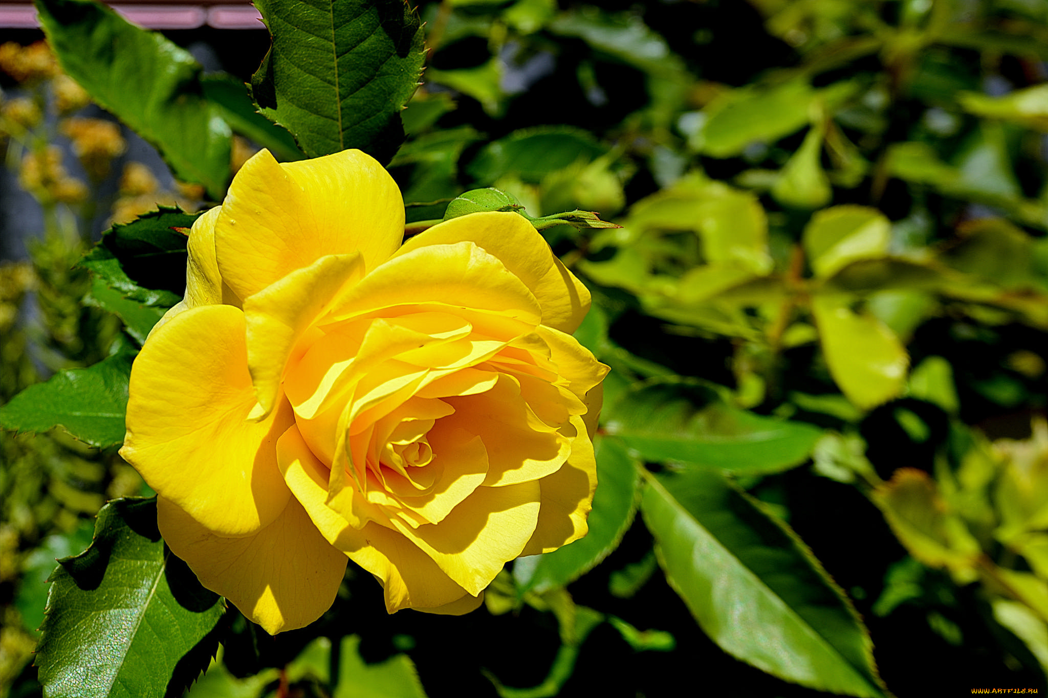 цветы, розы, цветок