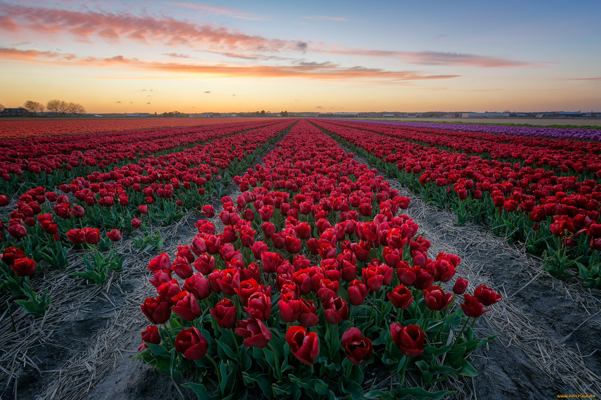 цветы, тюльпаны, плантация