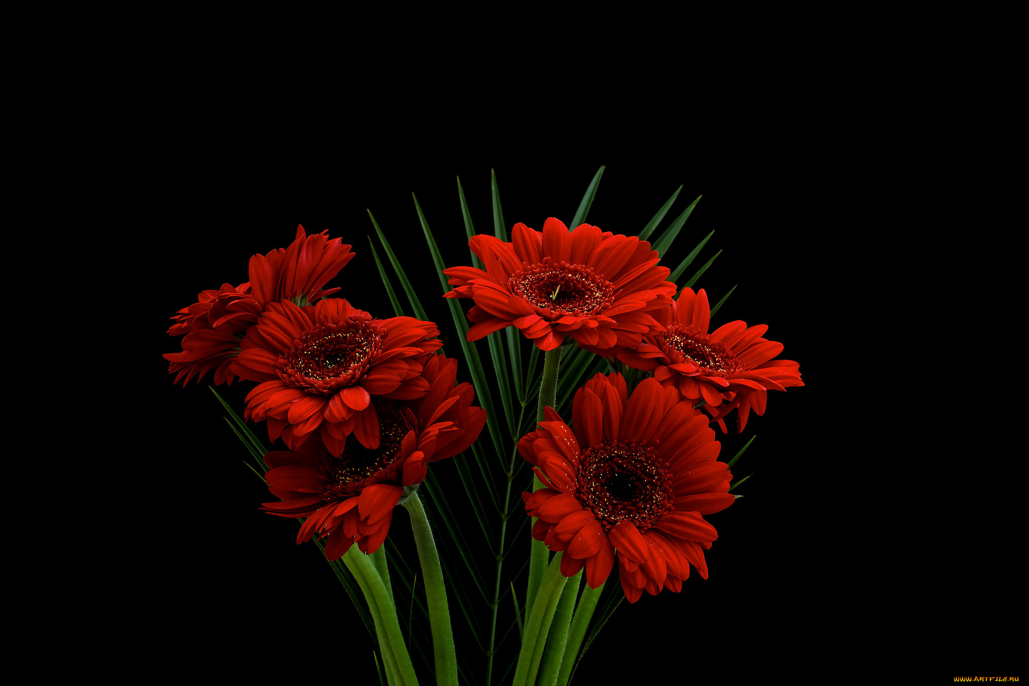 gerbera, цветы, герберы, букет