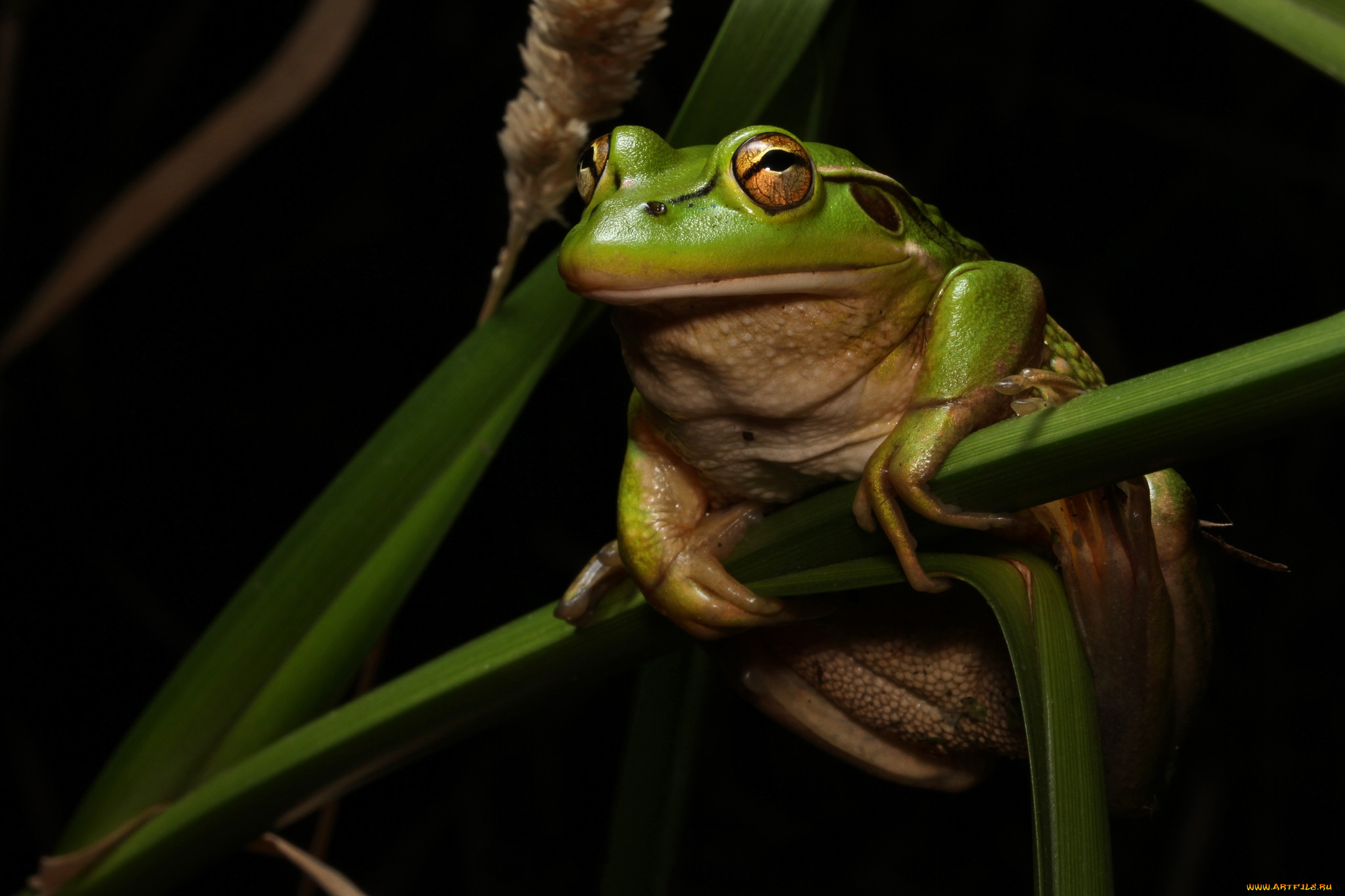 животные, лягушки, лягушка
