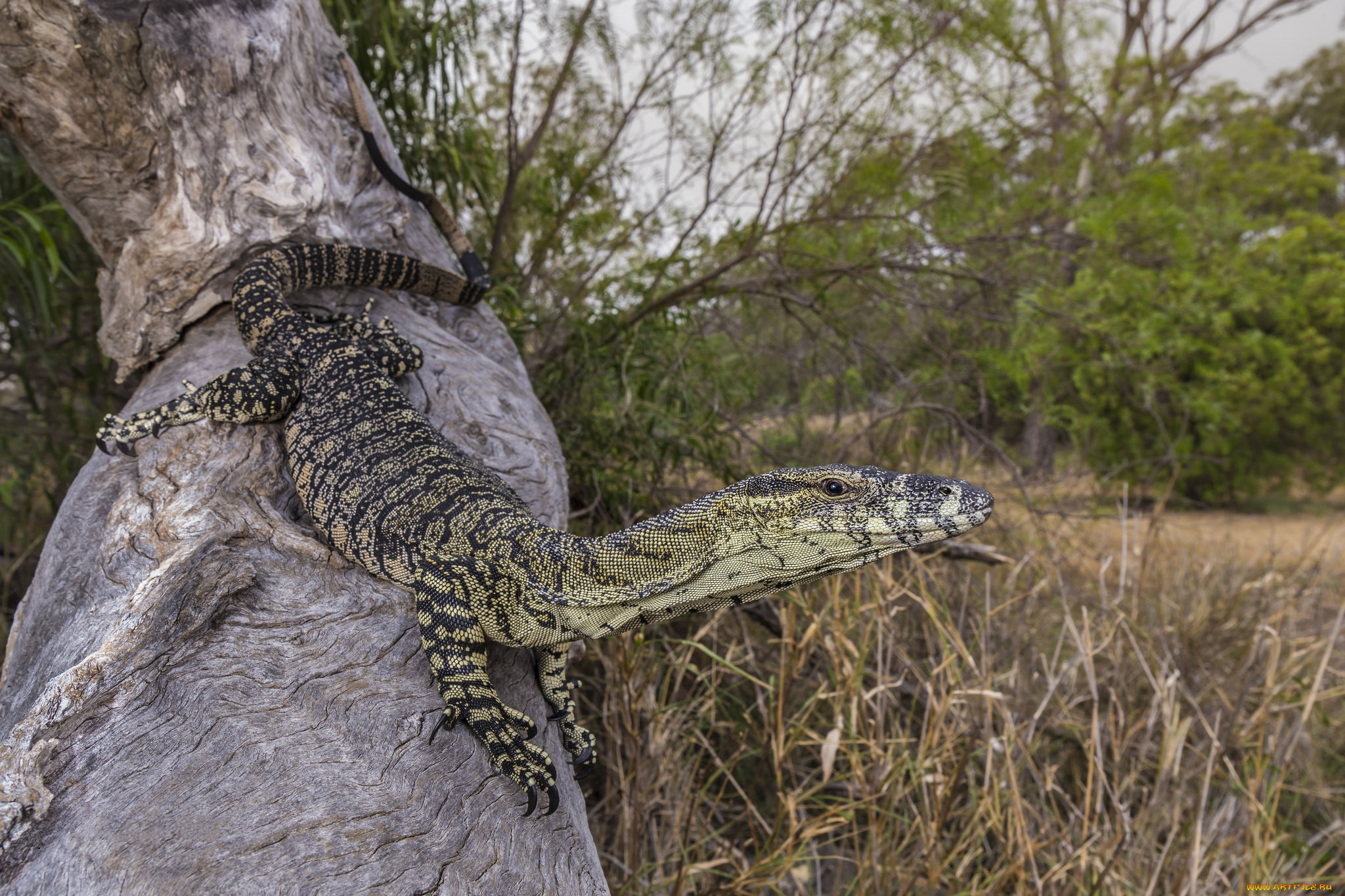 животные, Ящерицы, , игуаны, , вараны, ящерка