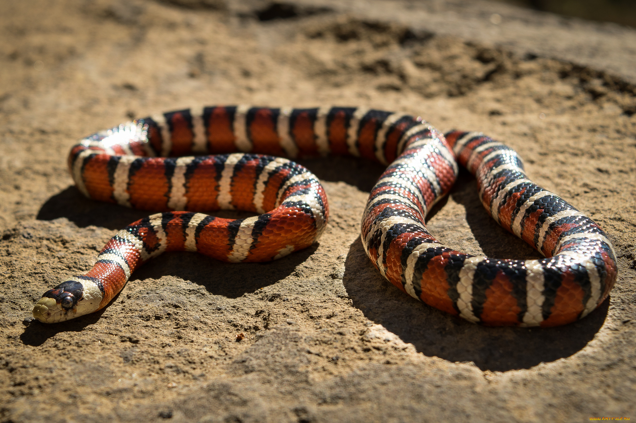 животные, змеи, , питоны, , кобры, змея