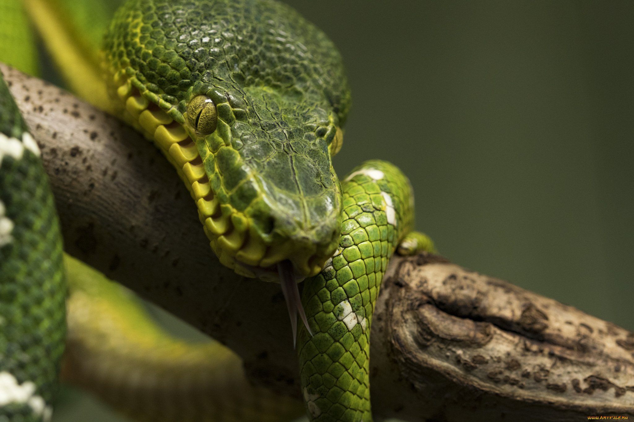 животные, змеи, , питоны, , кобры, змея