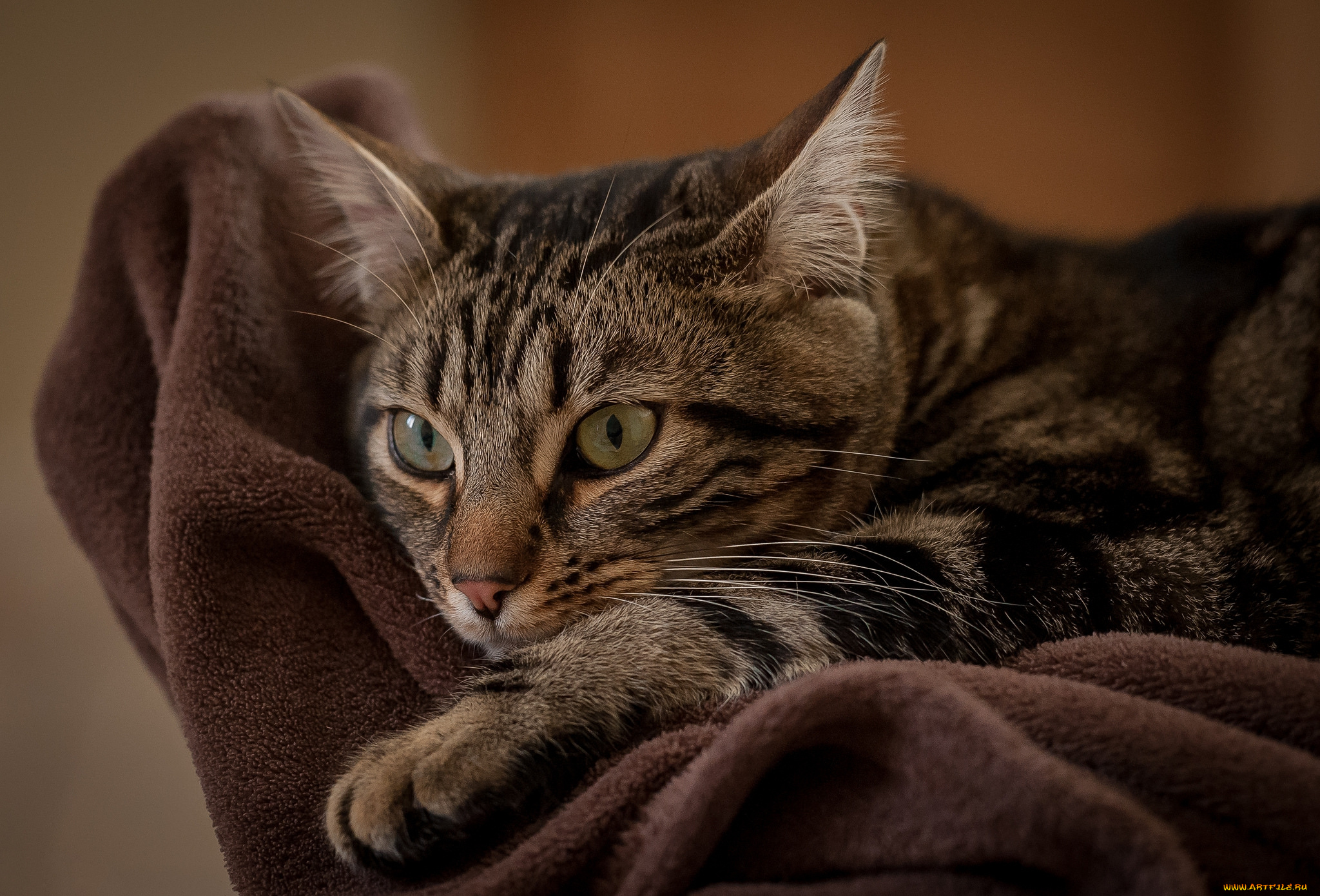 животные, коты, киса