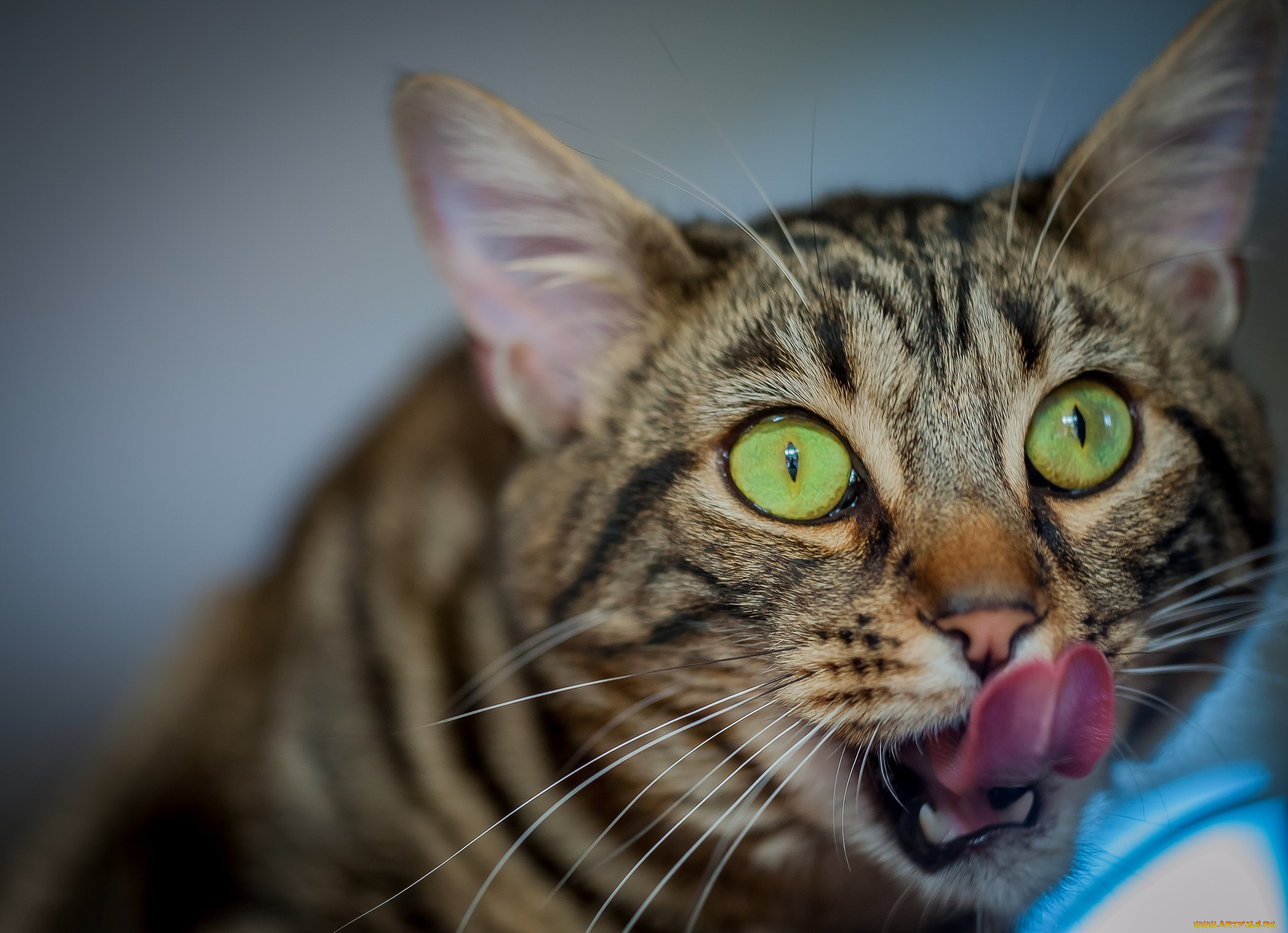 животные, коты, киса