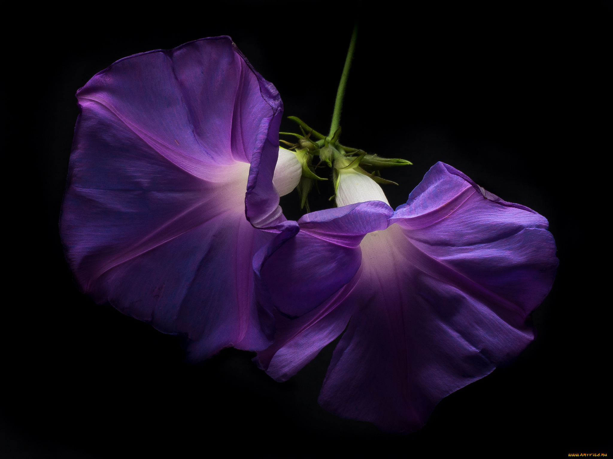 цветы, вьюнки, , ипомеи, цветок