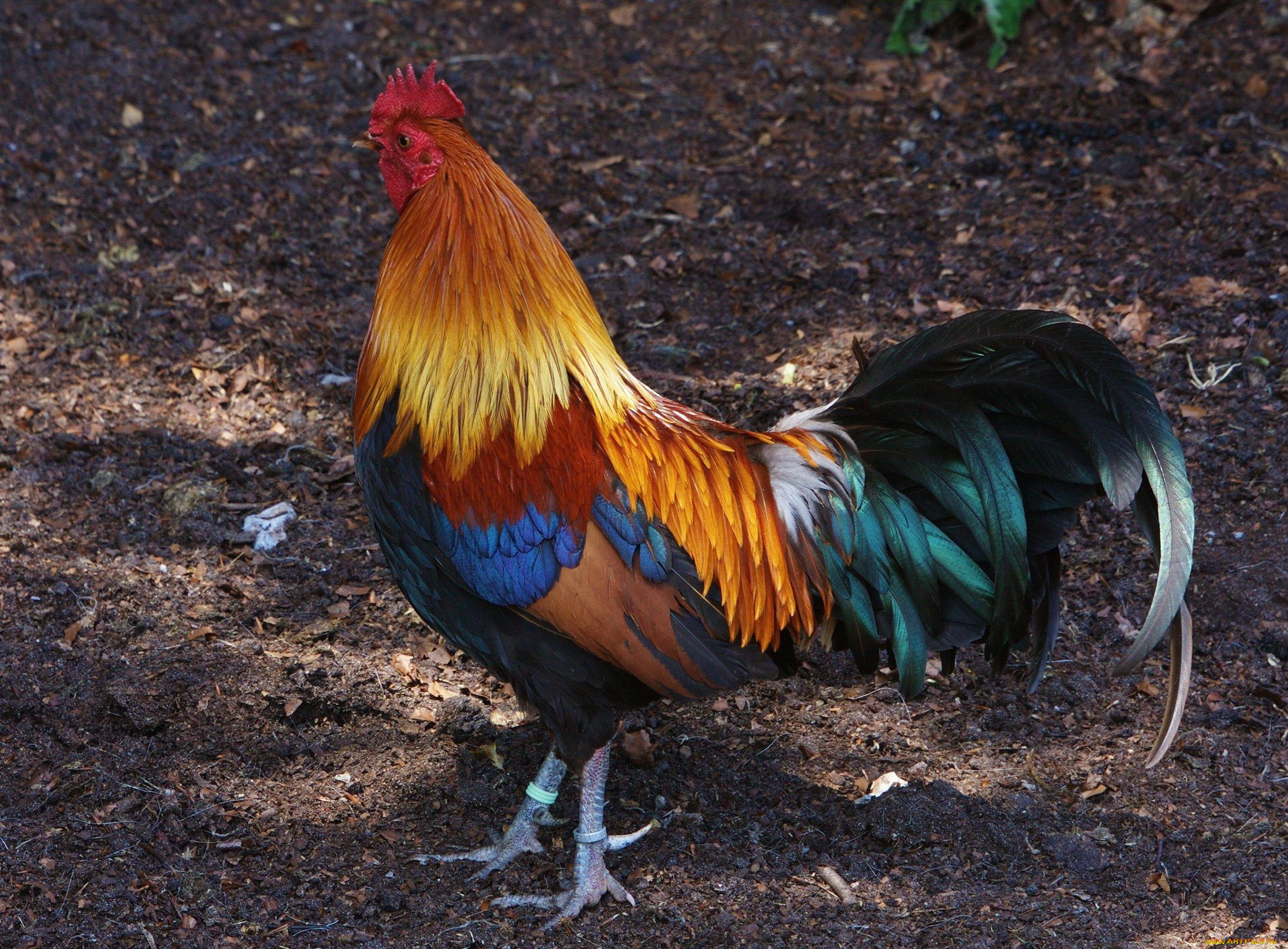 животные, куры, , петухи, петух