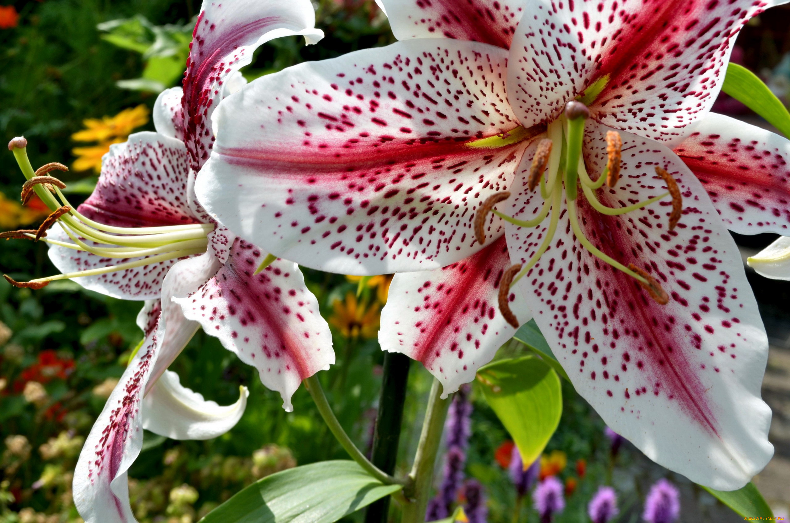 цветы, лилии, , лилейники, крапинки
