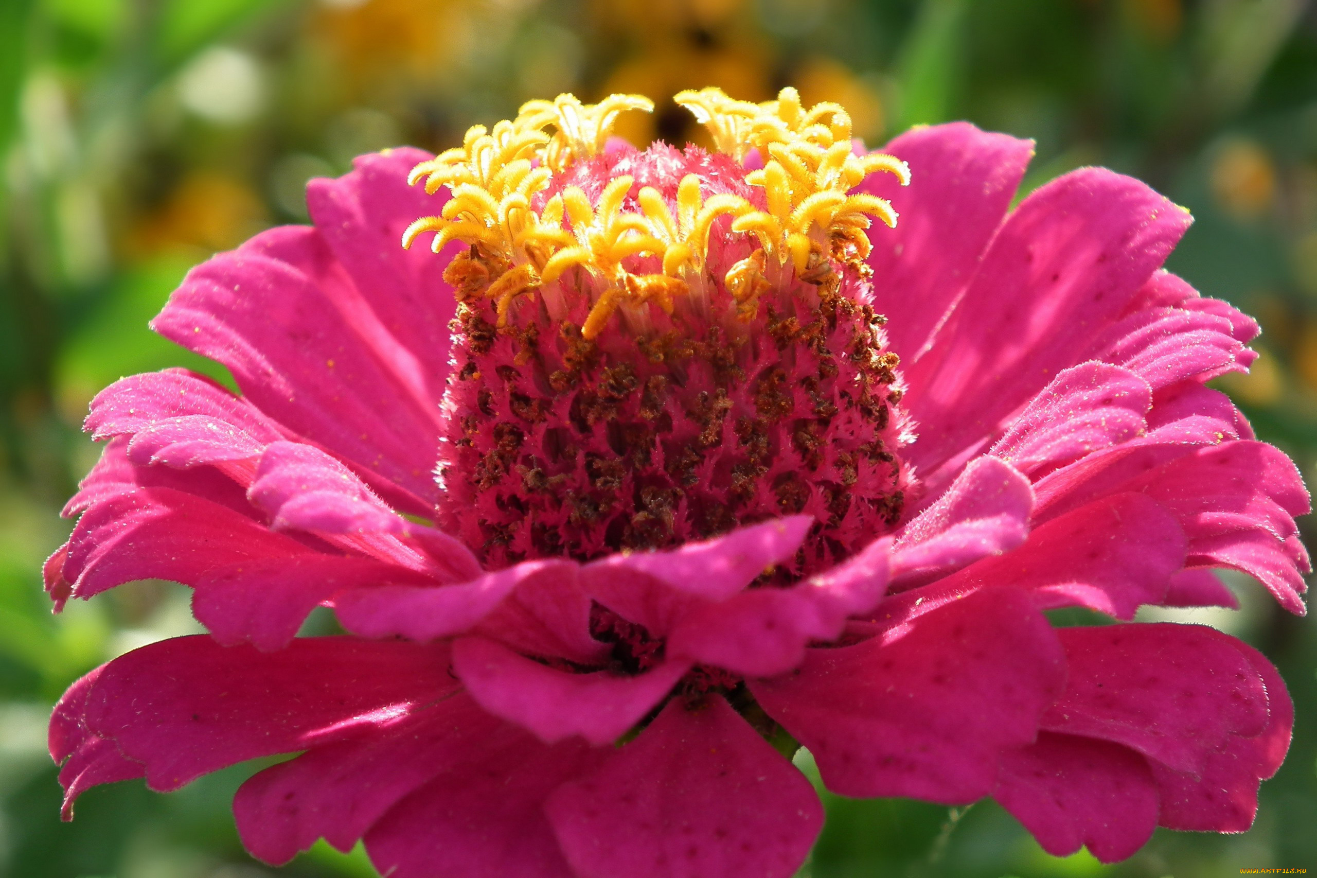 цветы, цинния, розовый, макро